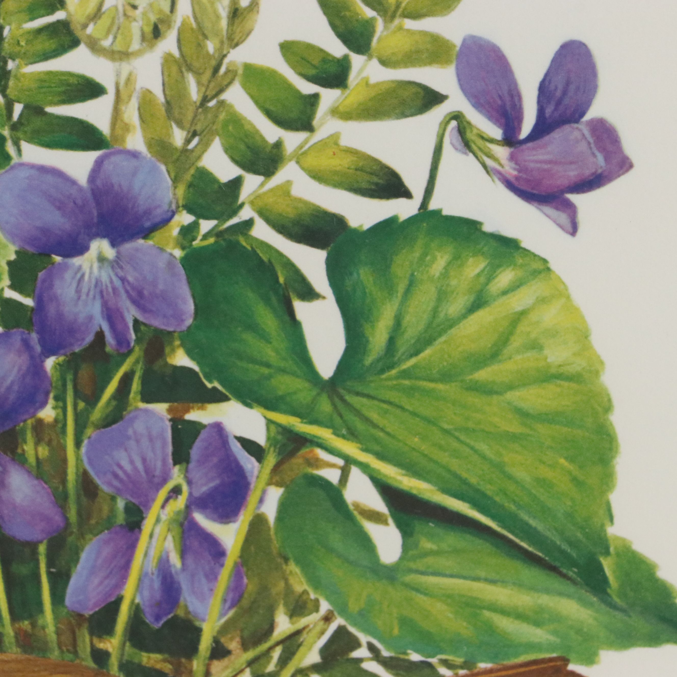 Roger Tory Peterson Offset Lithographs "Wood Thrush" and "Baltimore Oriole"