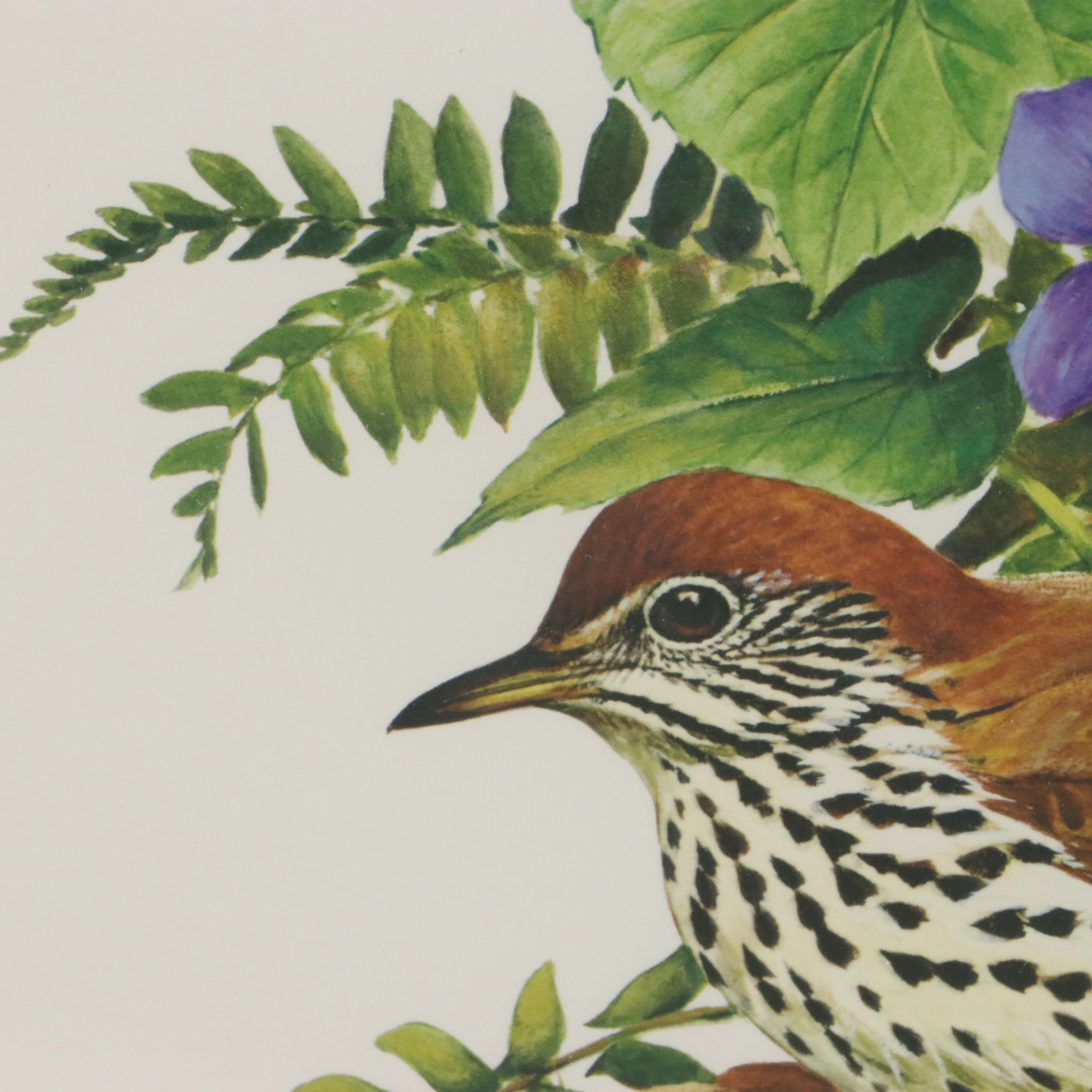 Roger Tory Peterson Offset Lithographs "Wood Thrush" and "Baltimore Oriole"