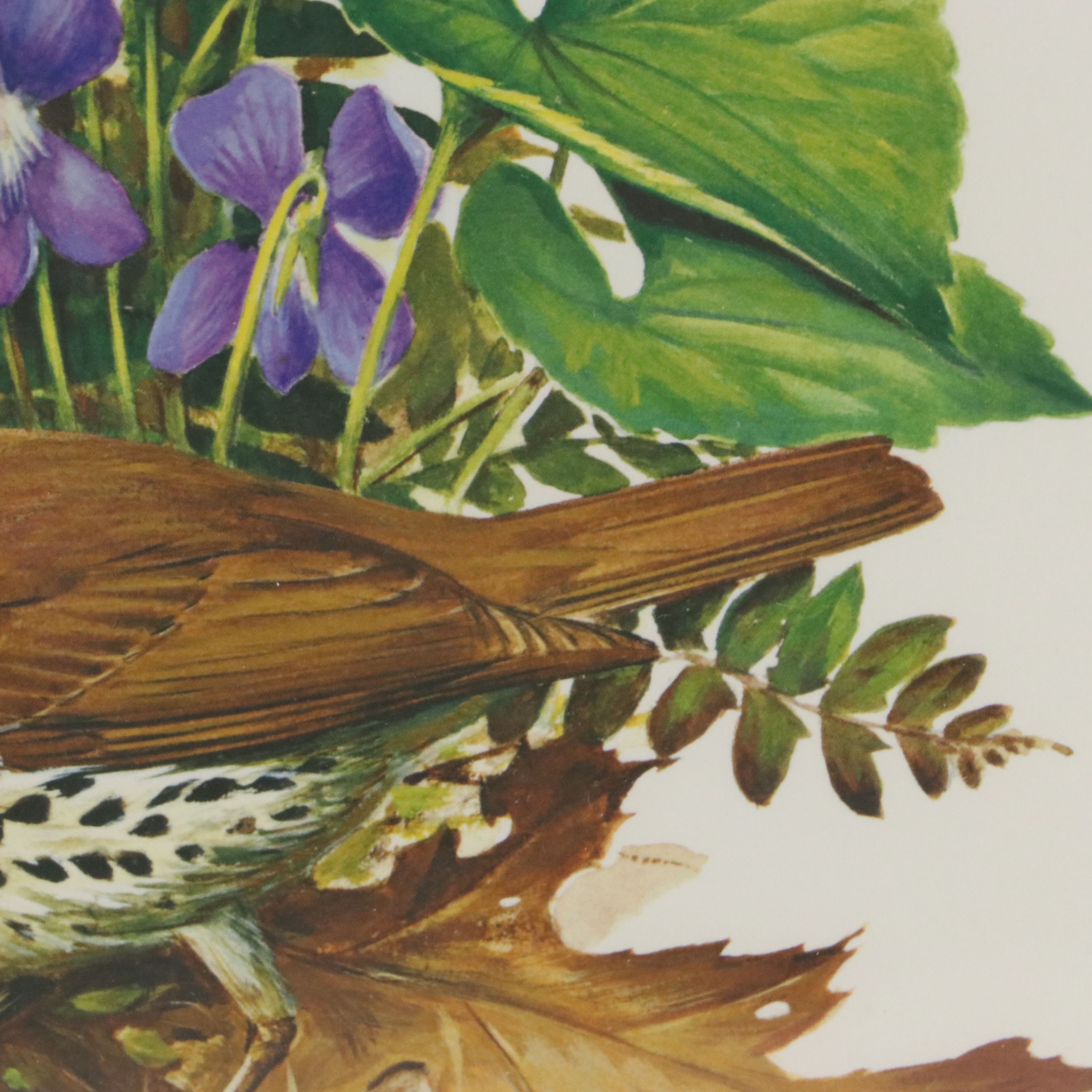 Roger Tory Peterson Offset Lithographs "Wood Thrush" and "Baltimore Oriole"