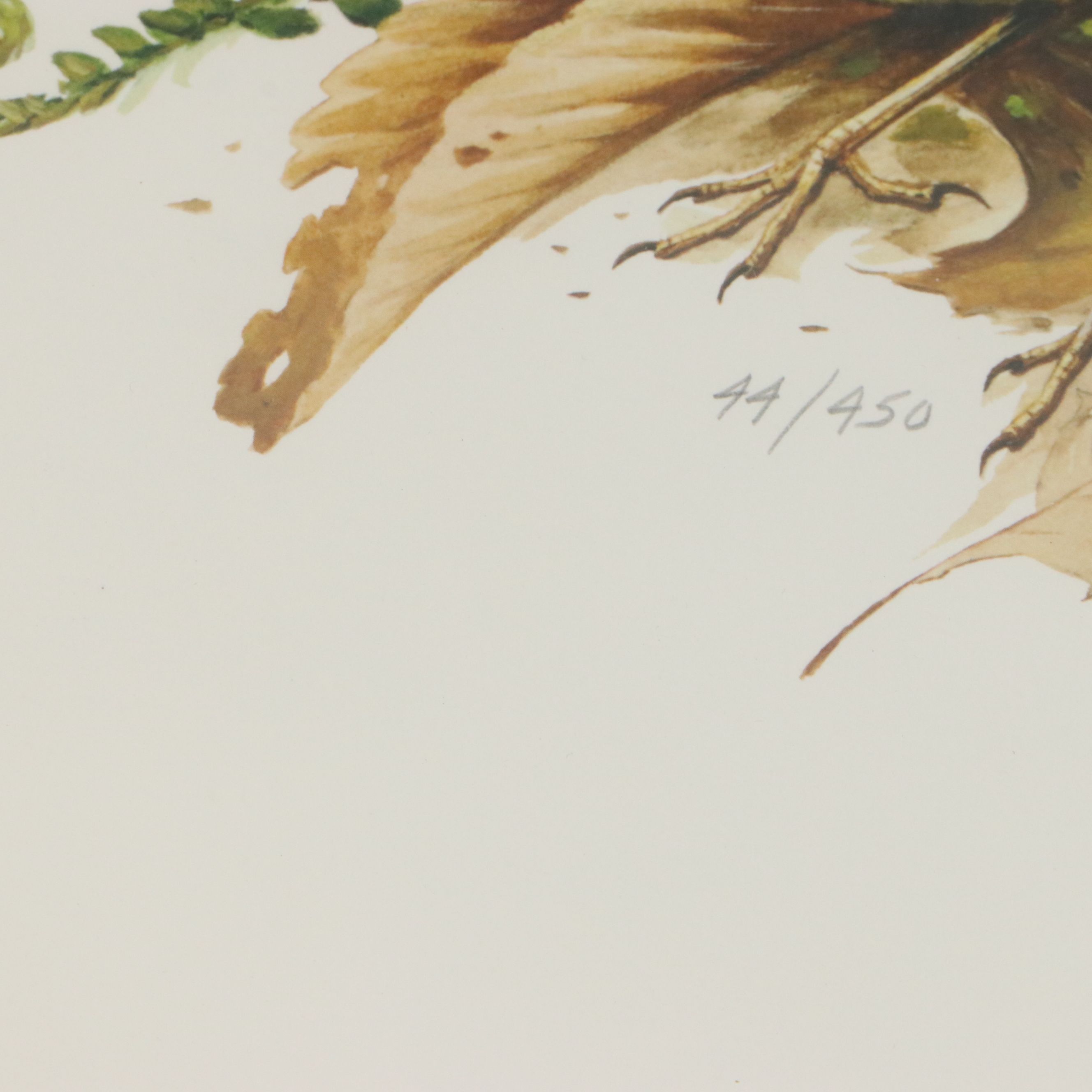 Roger Tory Peterson Offset Lithographs "Wood Thrush" and "Baltimore Oriole"