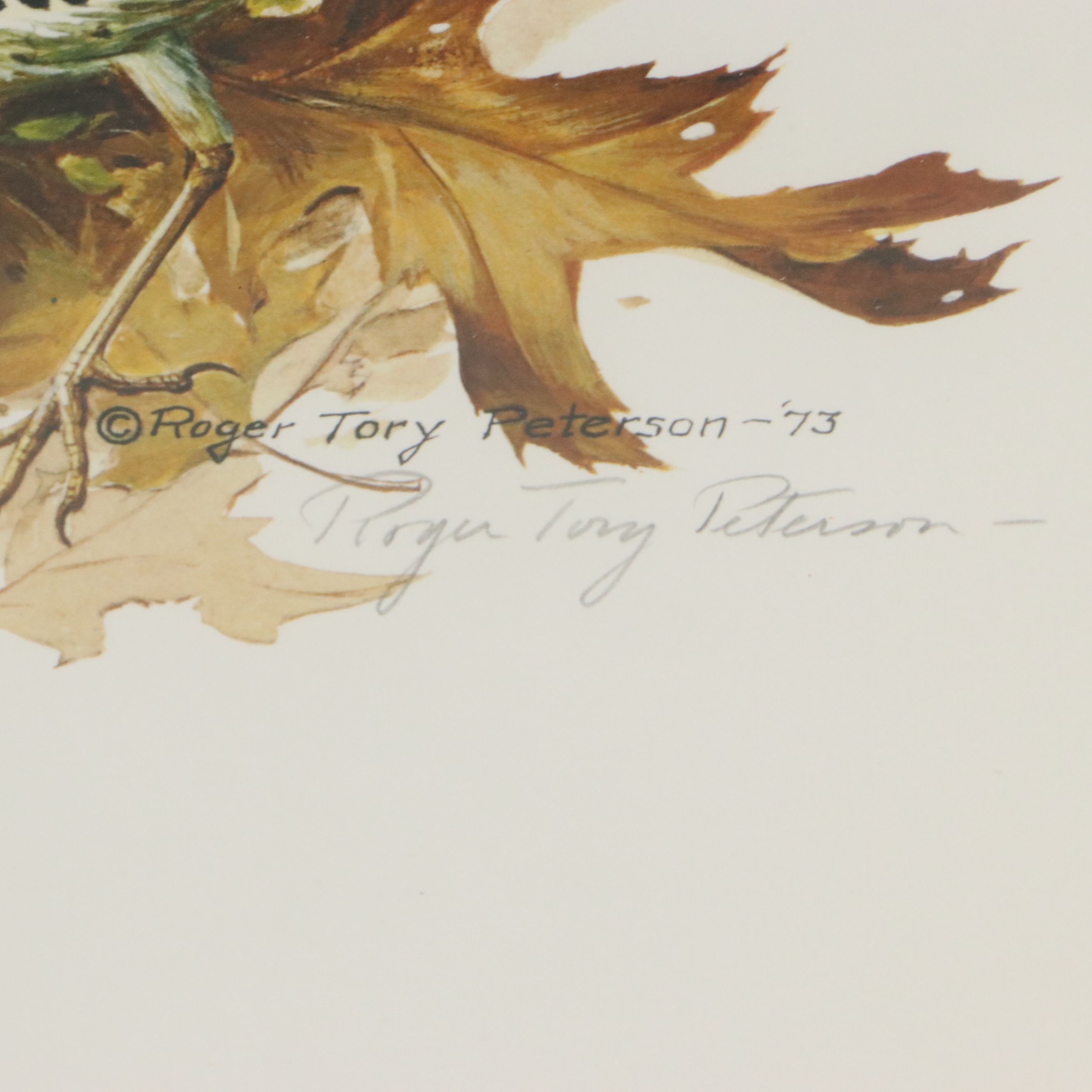 Roger Tory Peterson Offset Lithographs "Wood Thrush" and "Baltimore Oriole"