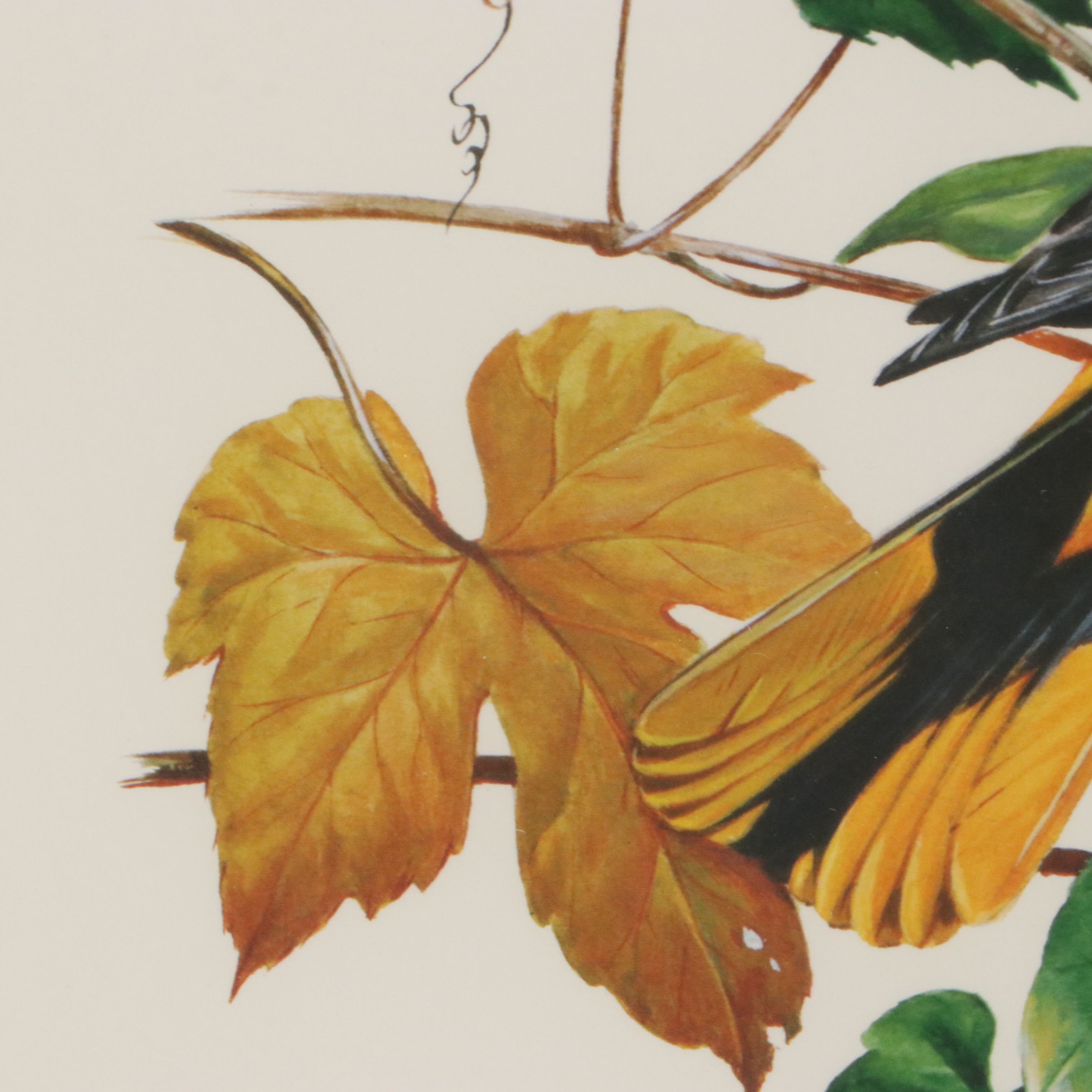 Roger Tory Peterson Offset Lithographs "Wood Thrush" and "Baltimore Oriole"