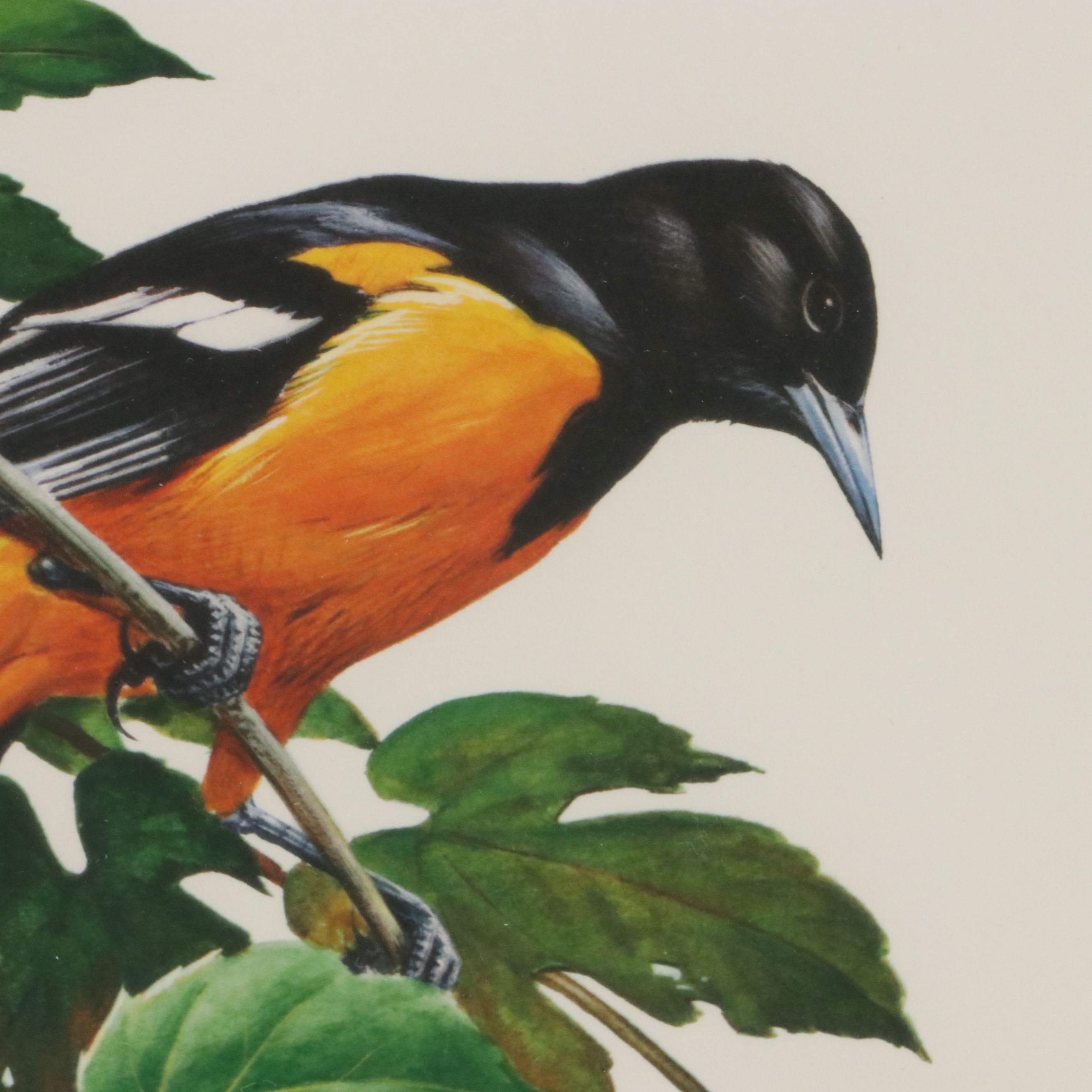 Roger Tory Peterson Offset Lithographs "Wood Thrush" and "Baltimore Oriole"