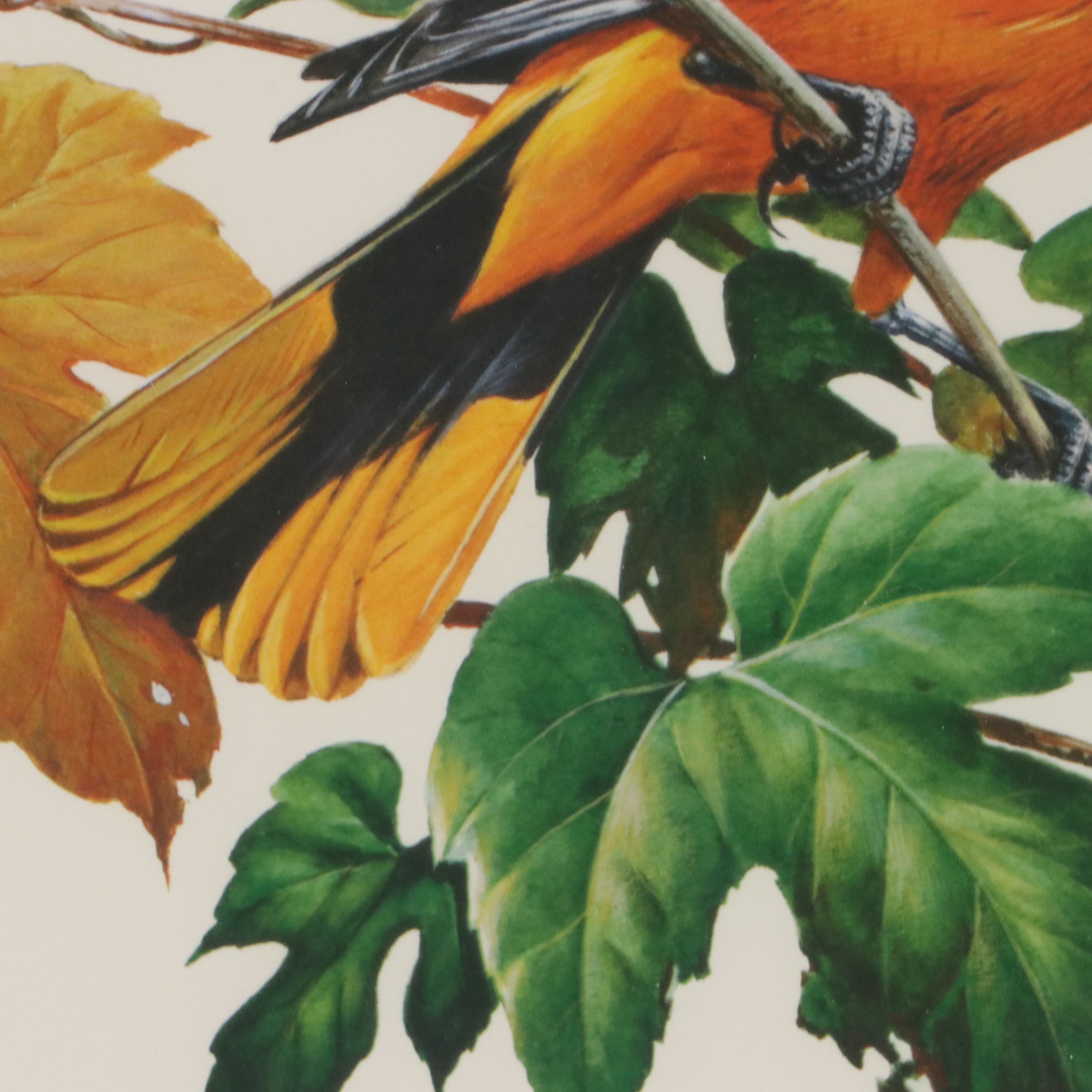 Roger Tory Peterson Offset Lithographs "Wood Thrush" and "Baltimore Oriole"