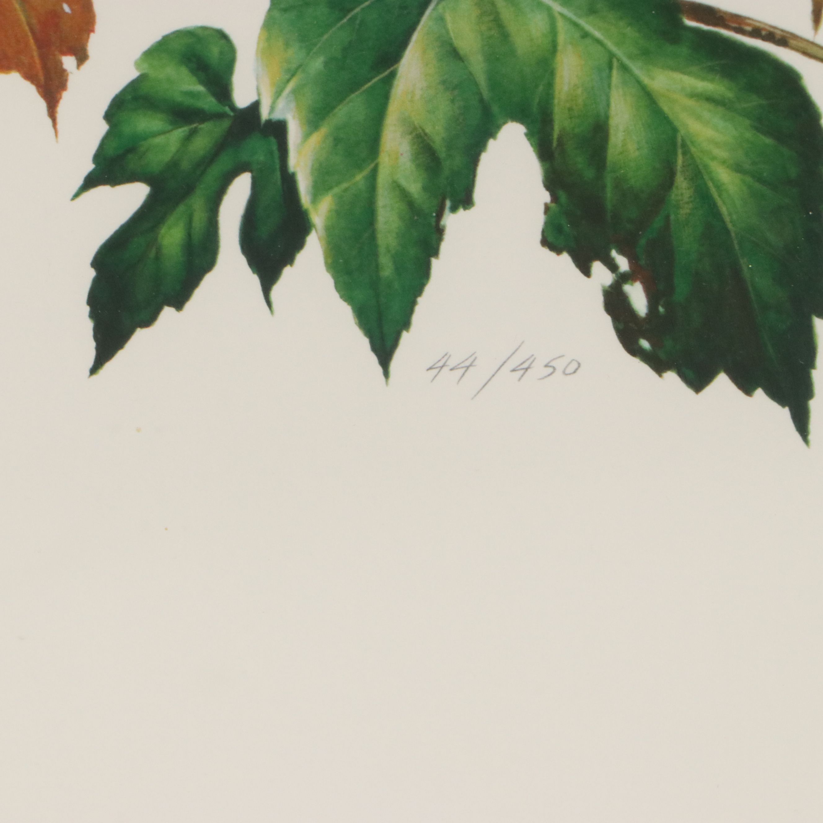 Roger Tory Peterson Offset Lithographs "Wood Thrush" and "Baltimore Oriole"