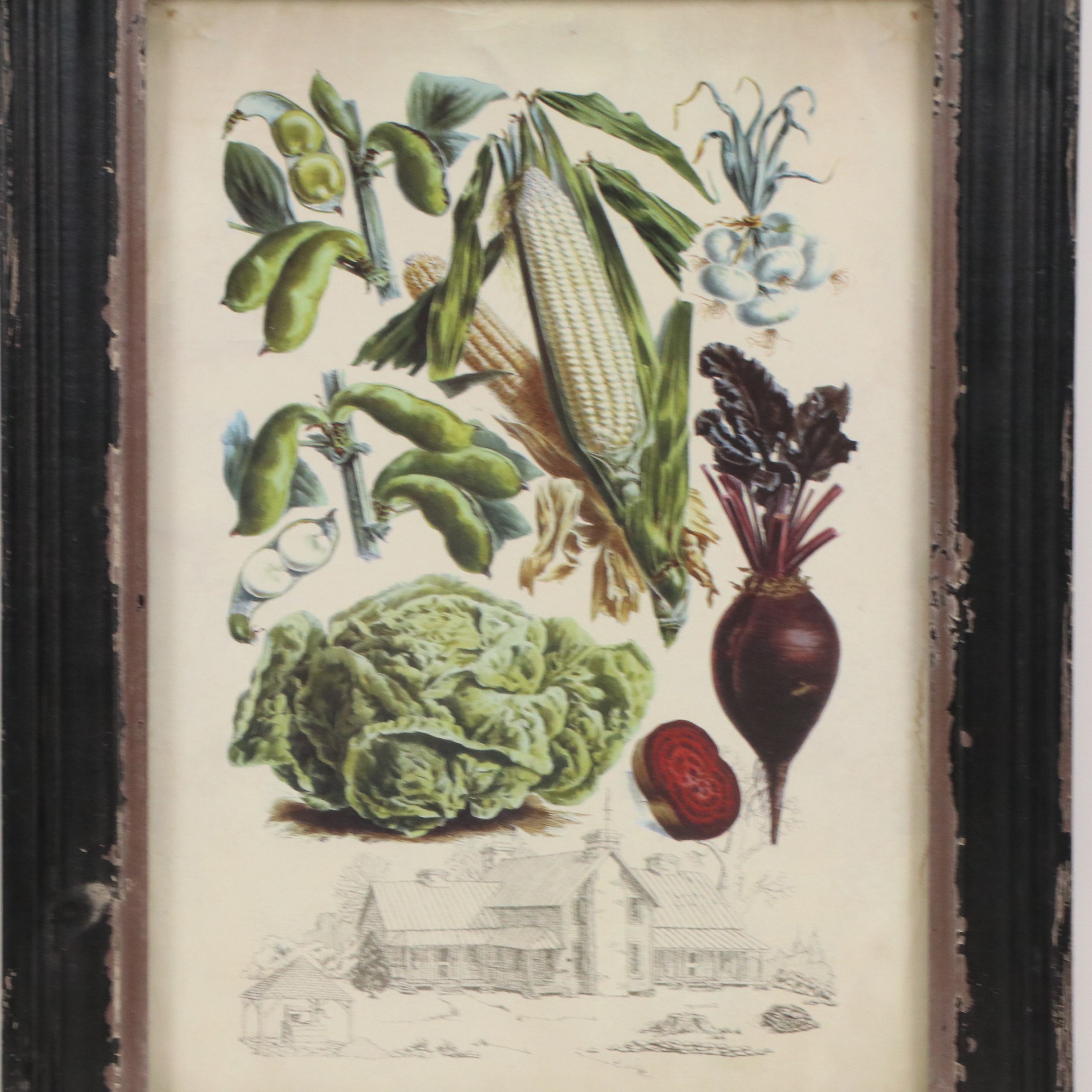 Offset Lithographs of French Seed Catalog Illustrations