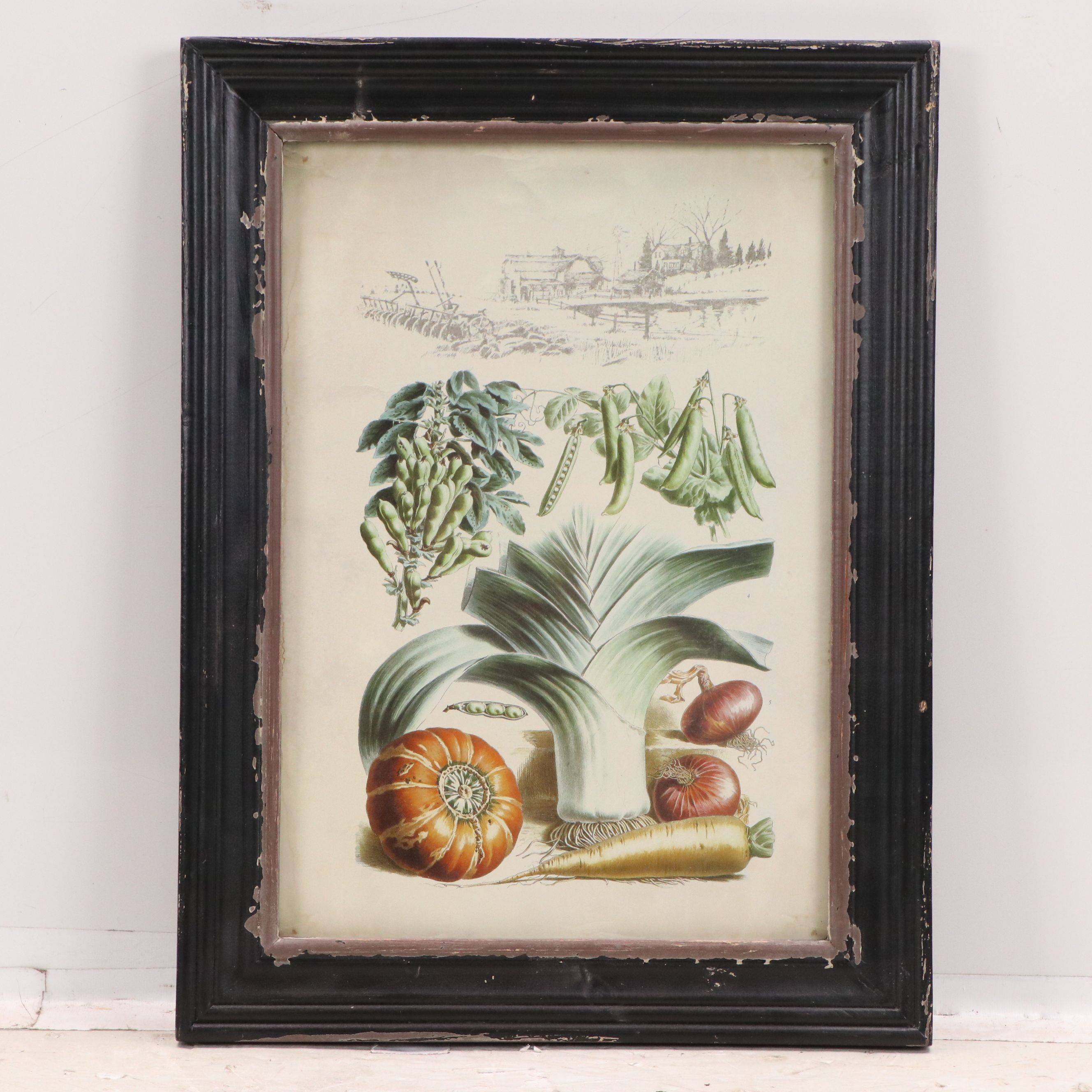 Offset Lithographs of French Seed Catalog Illustrations