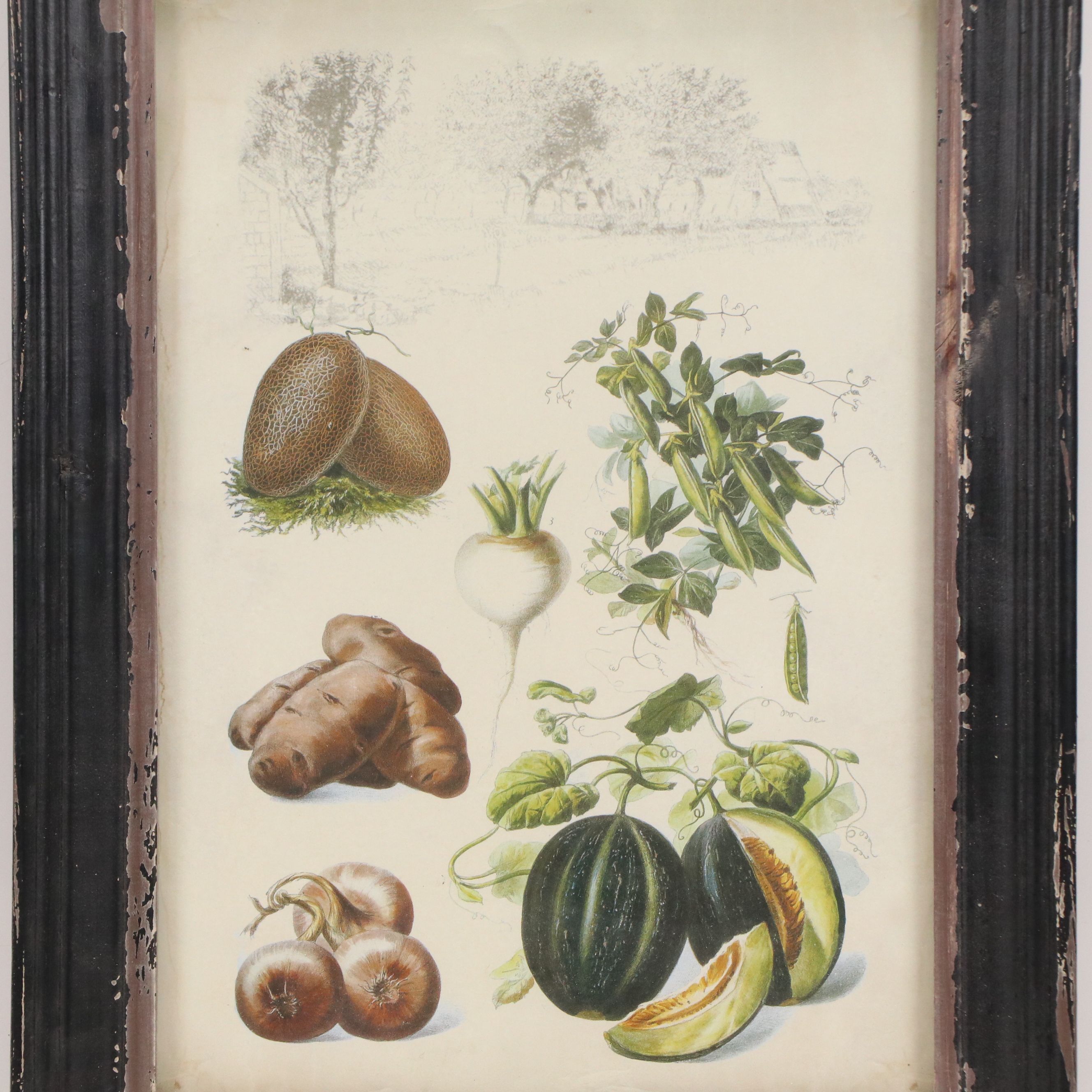 Offset Lithographs of French Seed Catalog Illustrations