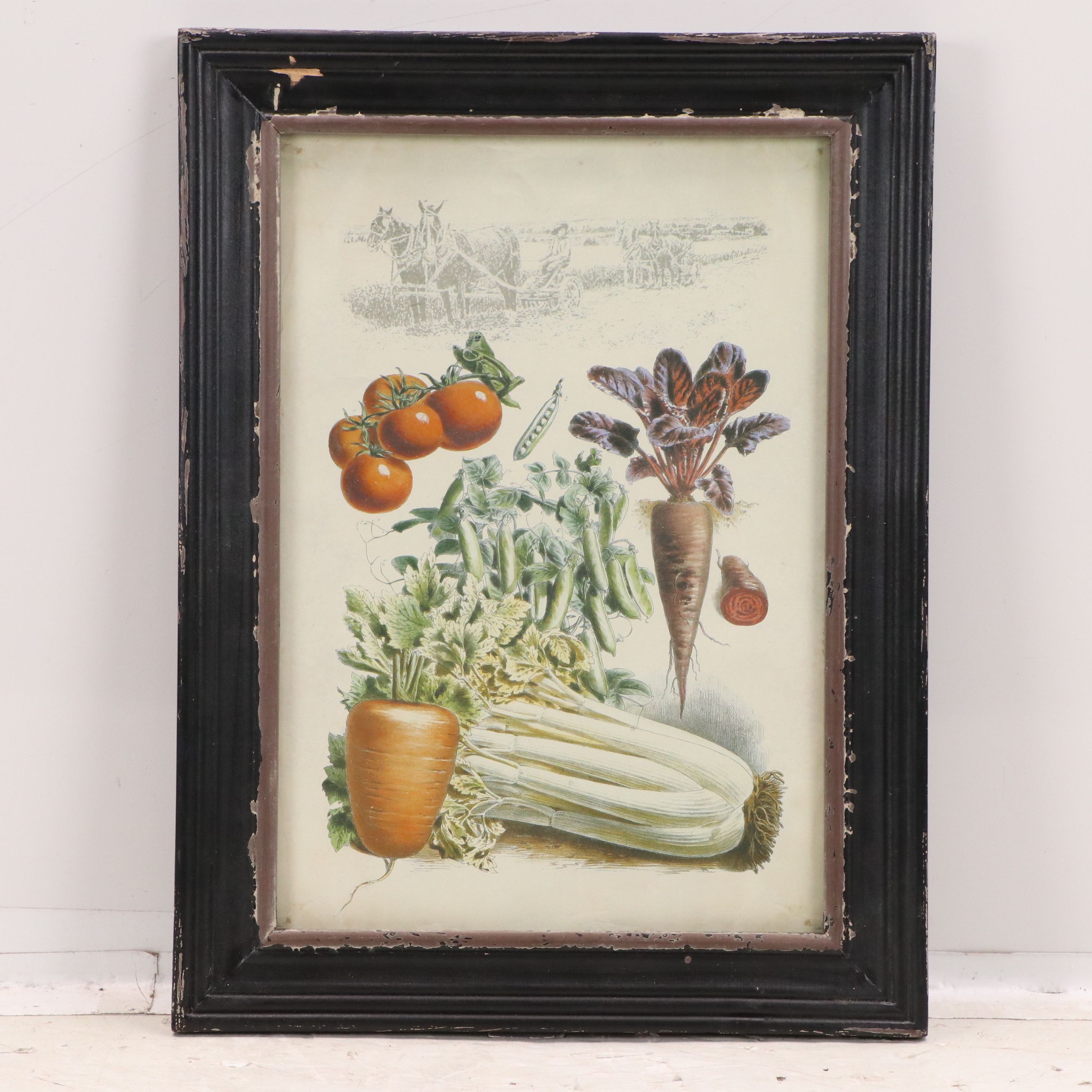 Offset Lithographs of French Seed Catalog Illustrations