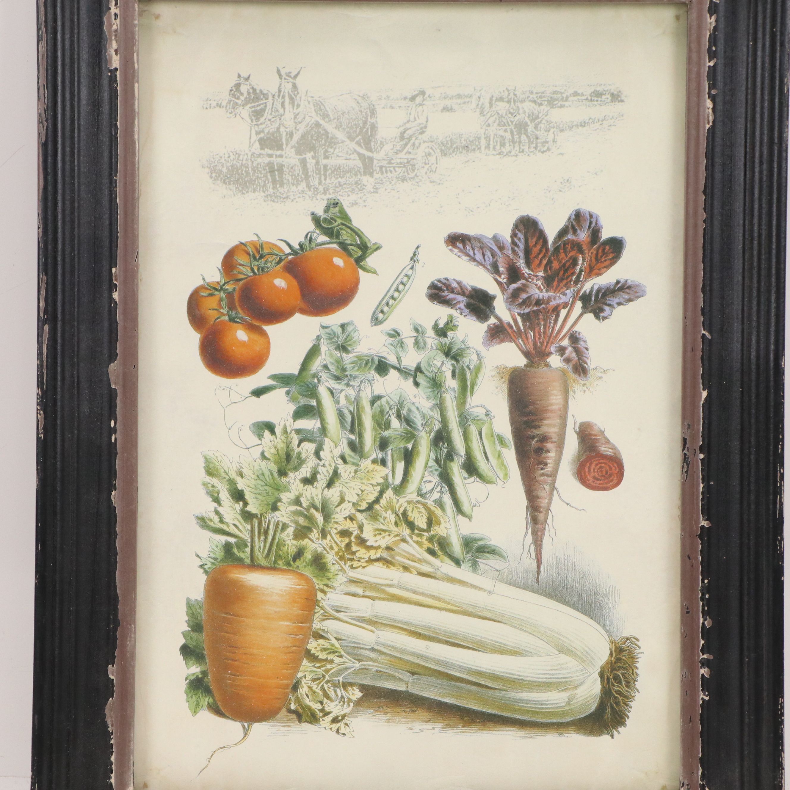 Offset Lithographs of French Seed Catalog Illustrations