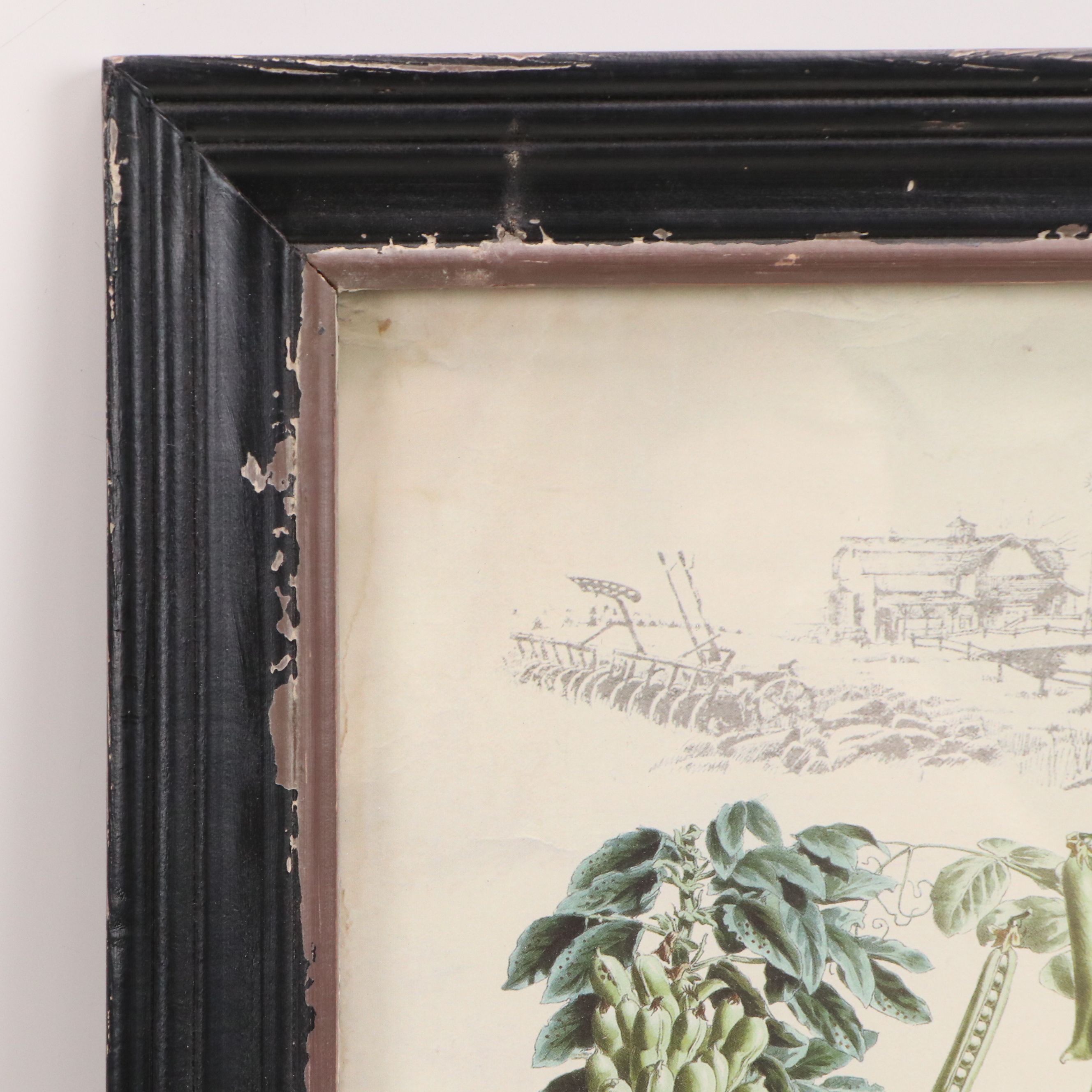 Offset Lithographs of French Seed Catalog Illustrations