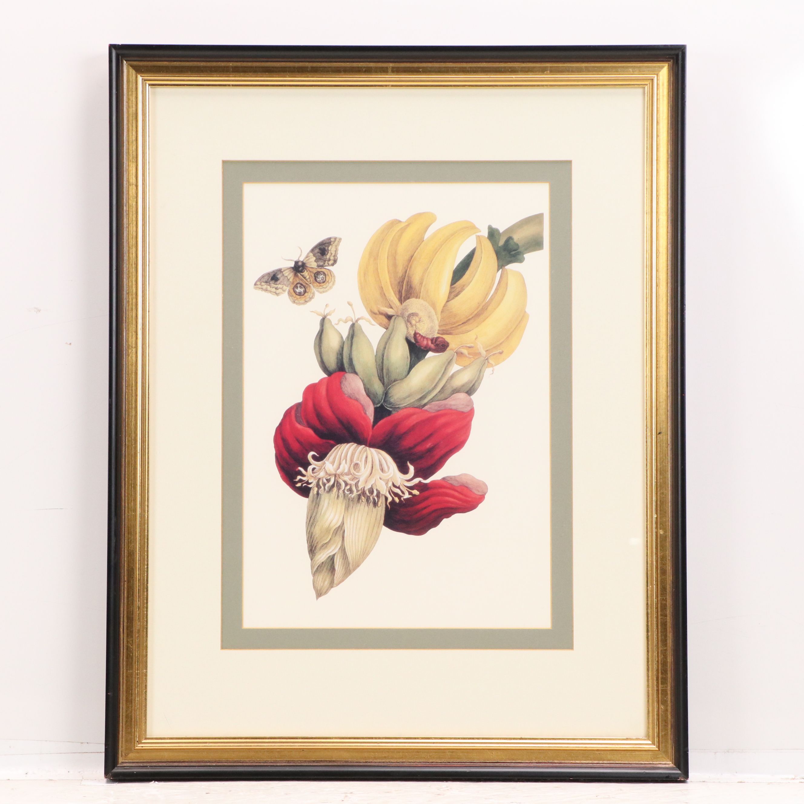 After Maria Sibylla Merian Offset Lithographs of Botanical Illustrations