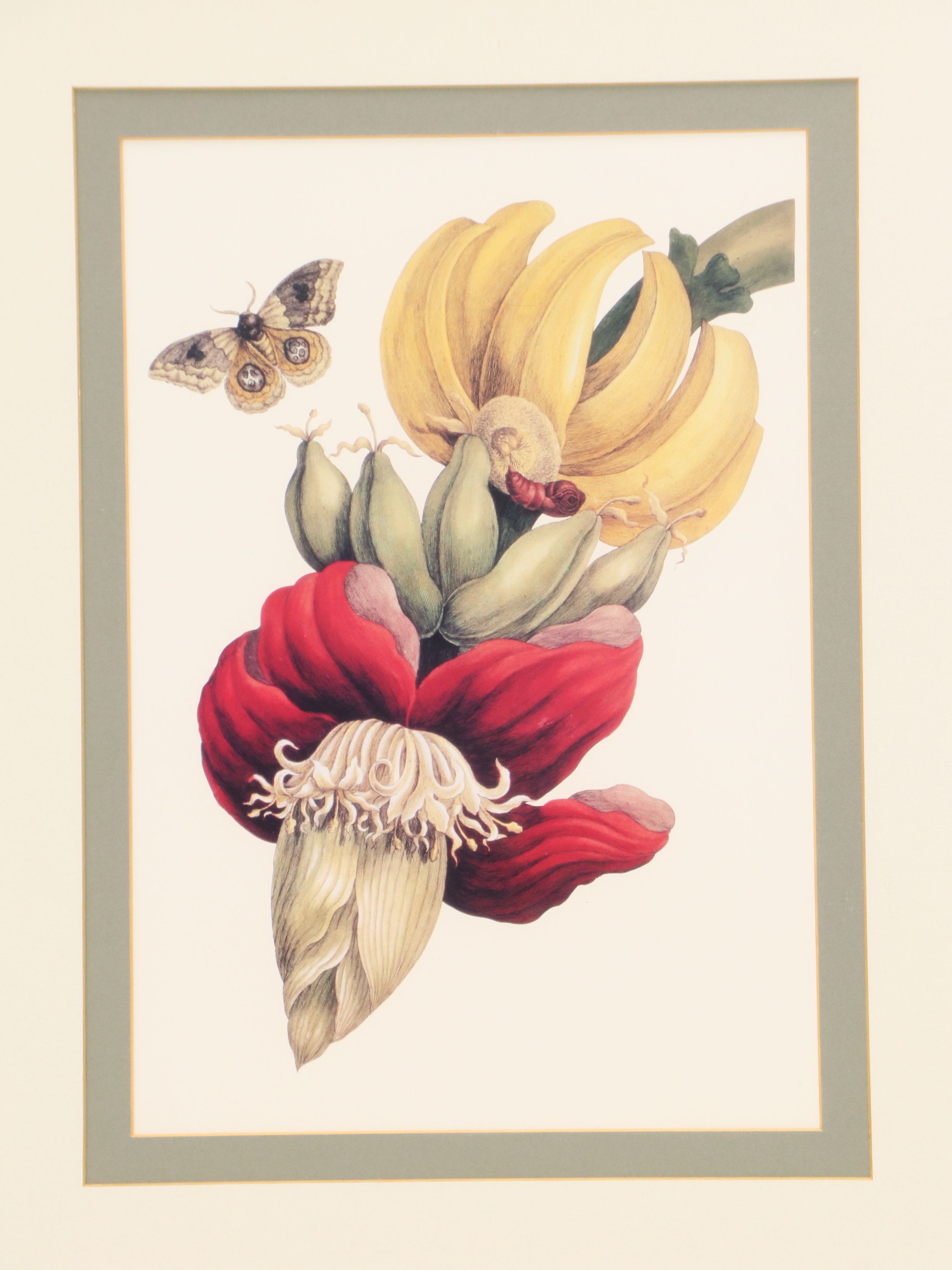After Maria Sibylla Merian Offset Lithographs of Botanical Illustrations