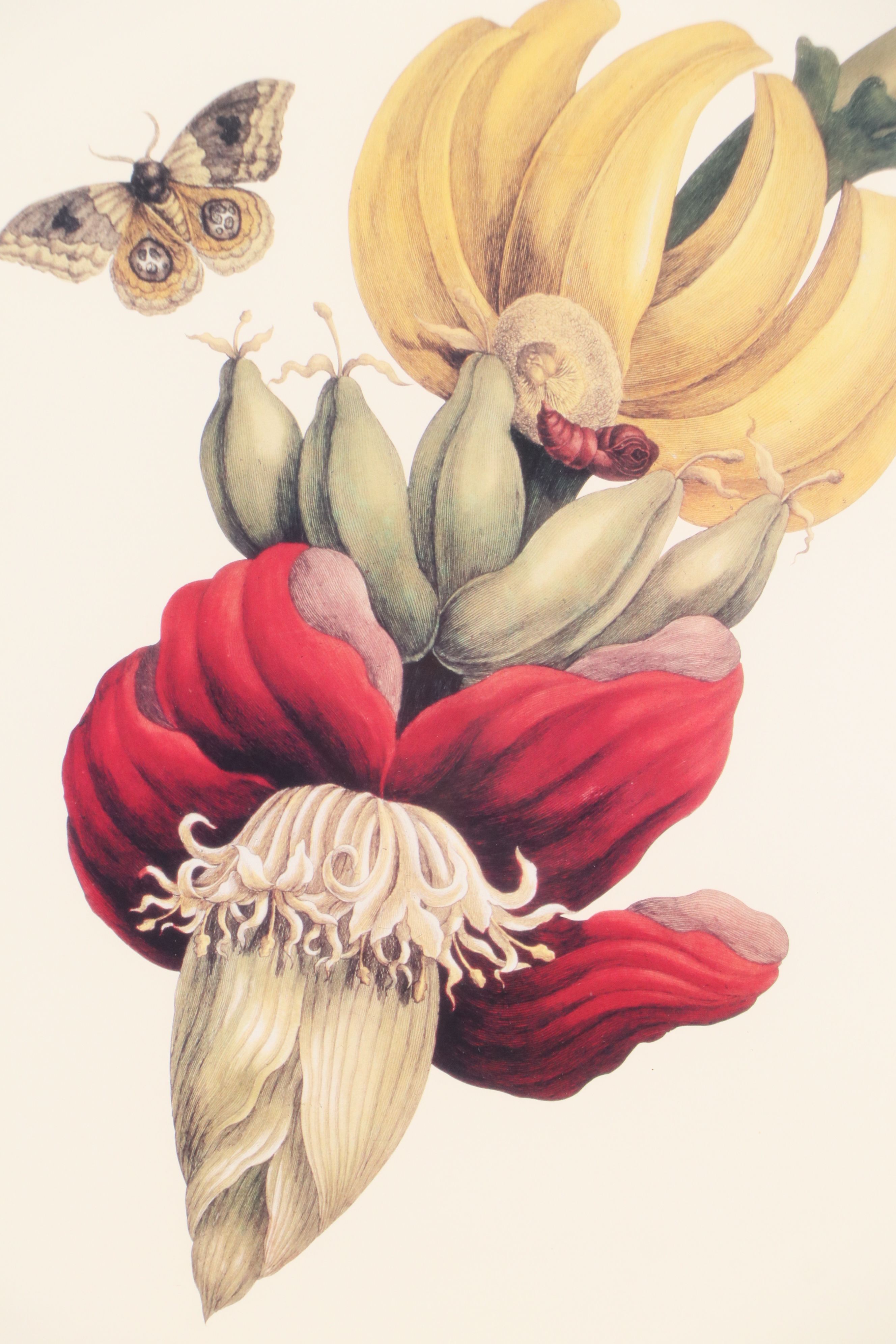 After Maria Sibylla Merian Offset Lithographs of Botanical Illustrations