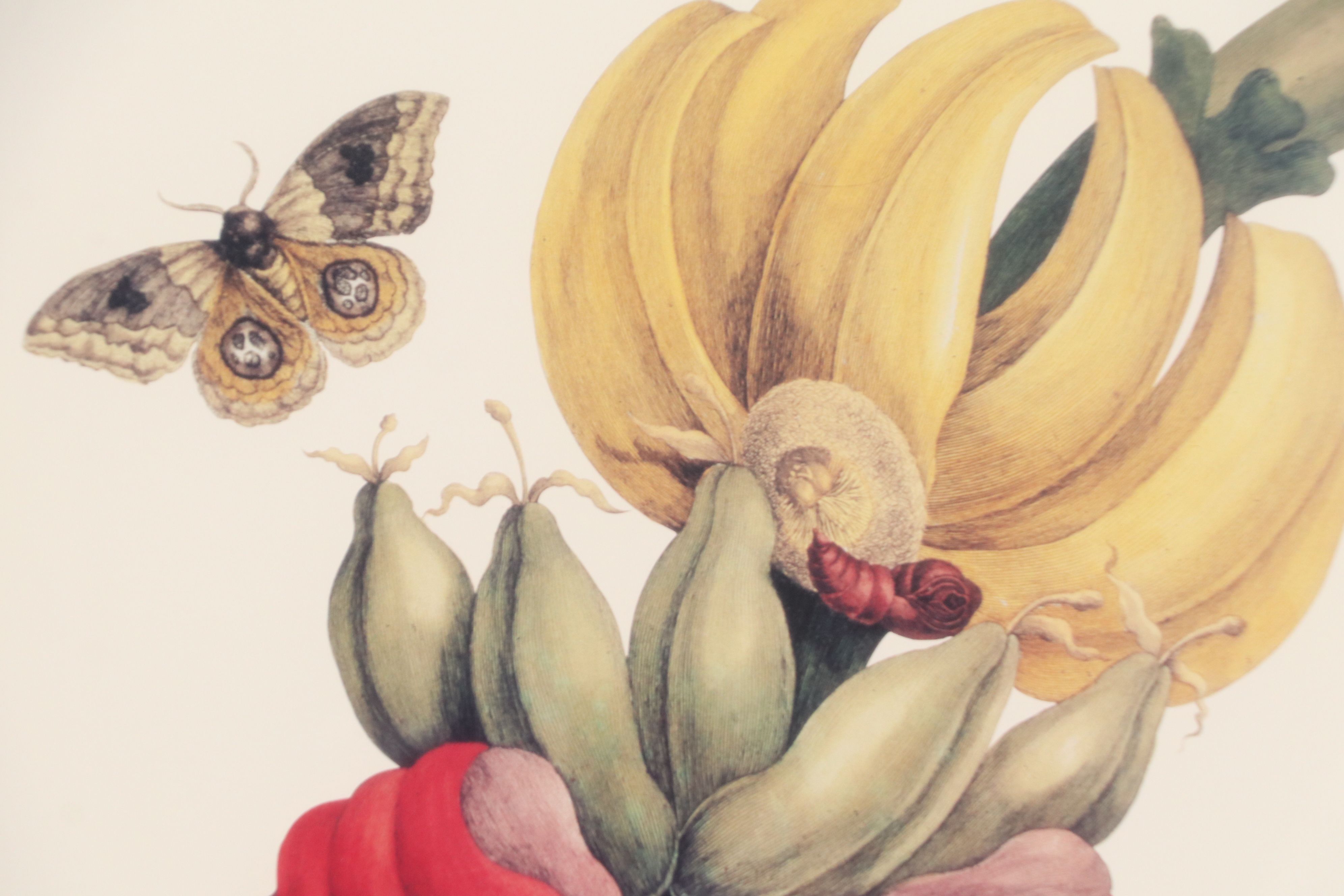 After Maria Sibylla Merian Offset Lithographs of Botanical Illustrations