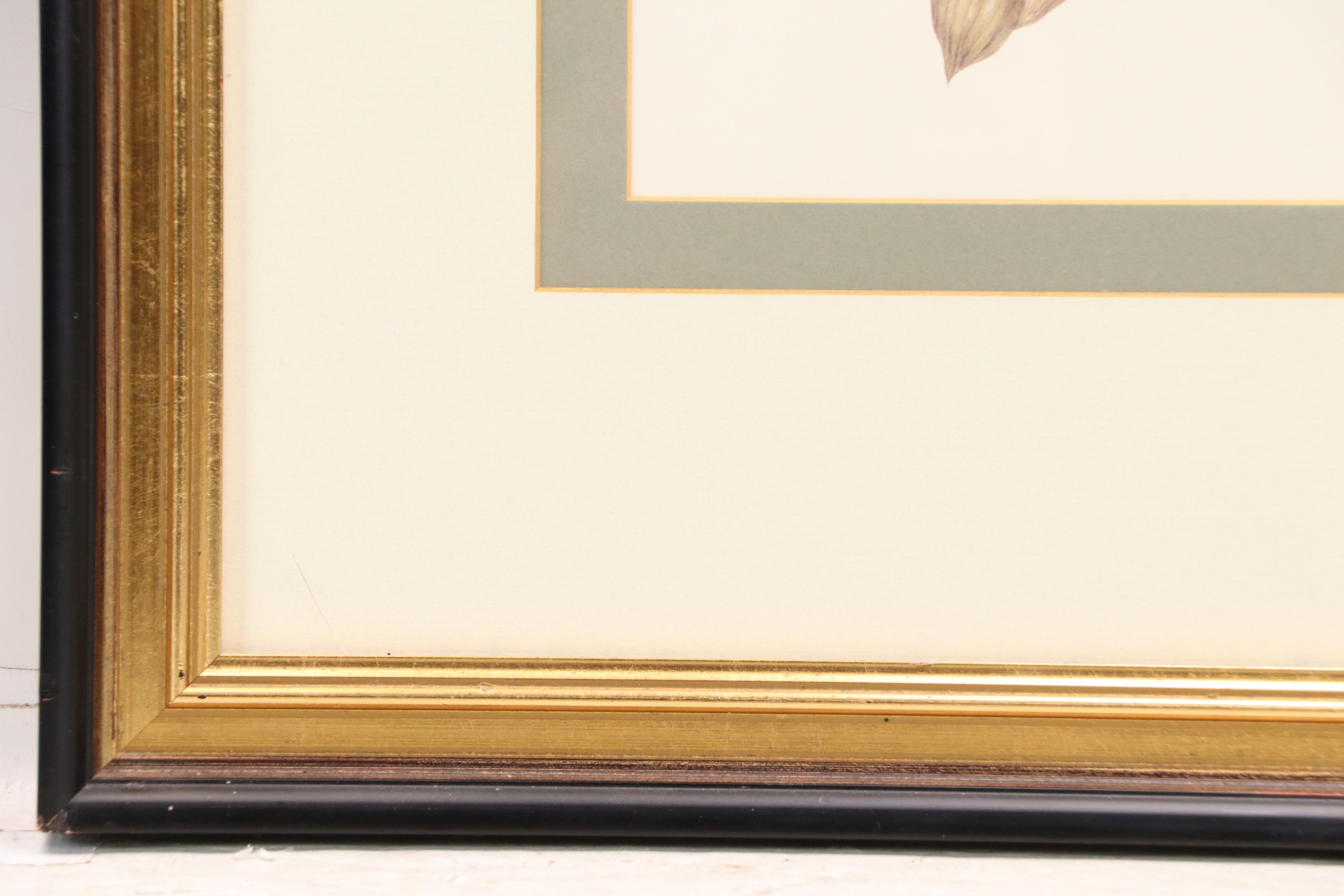 After Maria Sibylla Merian Offset Lithographs of Botanical Illustrations