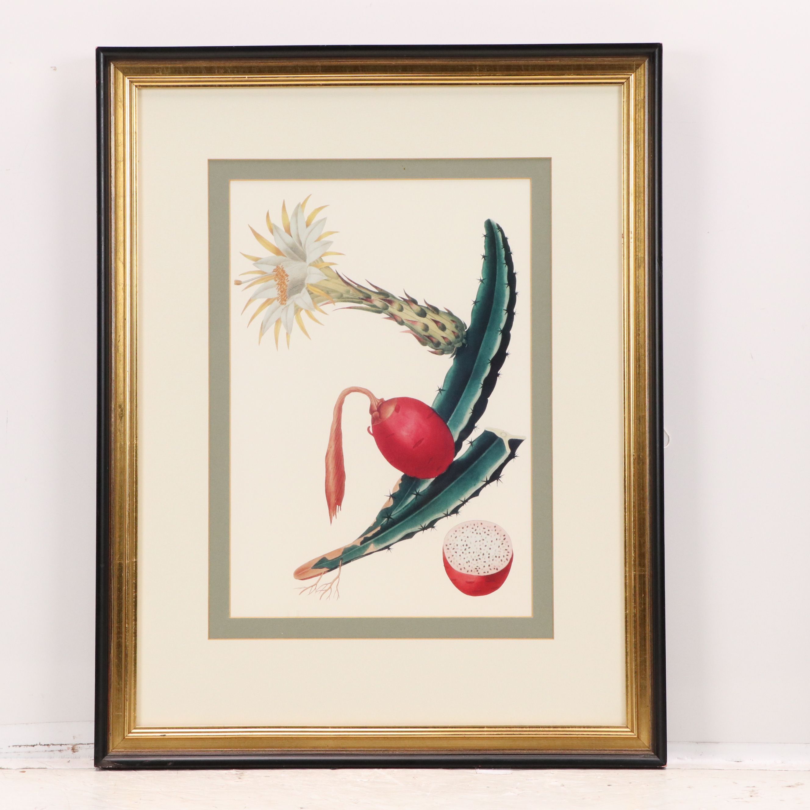 After Maria Sibylla Merian Offset Lithographs of Botanical Illustrations