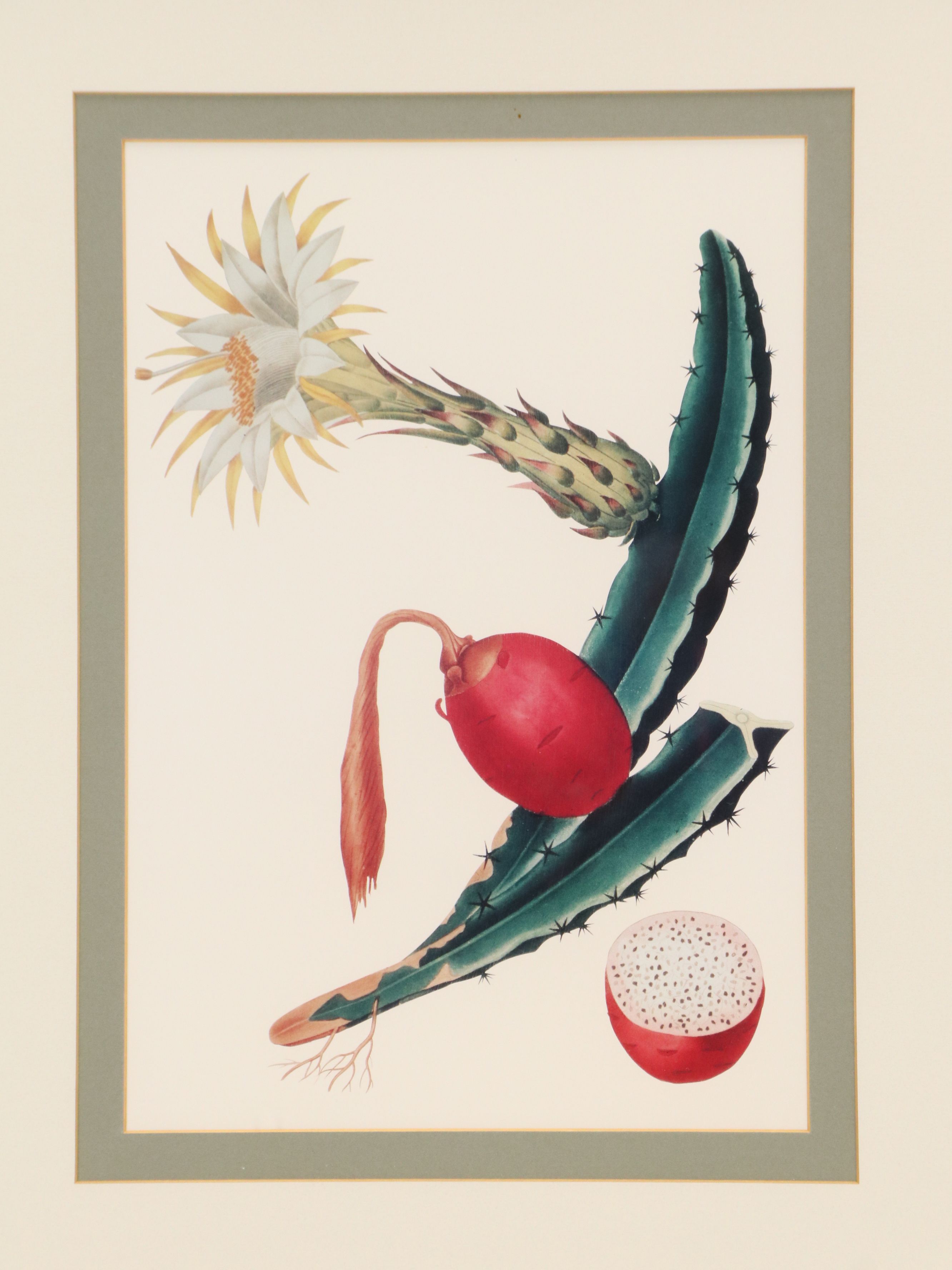 After Maria Sibylla Merian Offset Lithographs of Botanical Illustrations