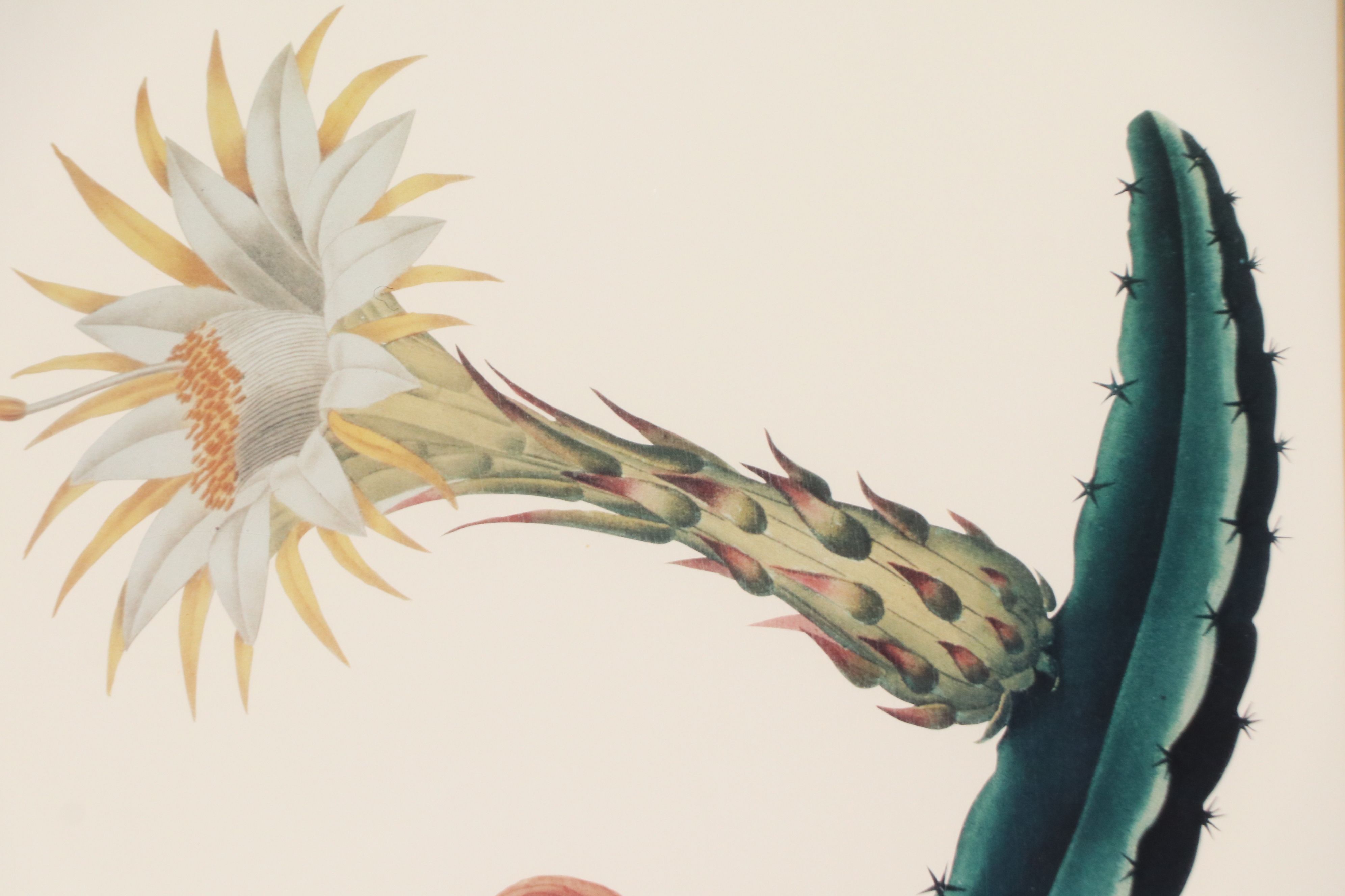 After Maria Sibylla Merian Offset Lithographs of Botanical Illustrations