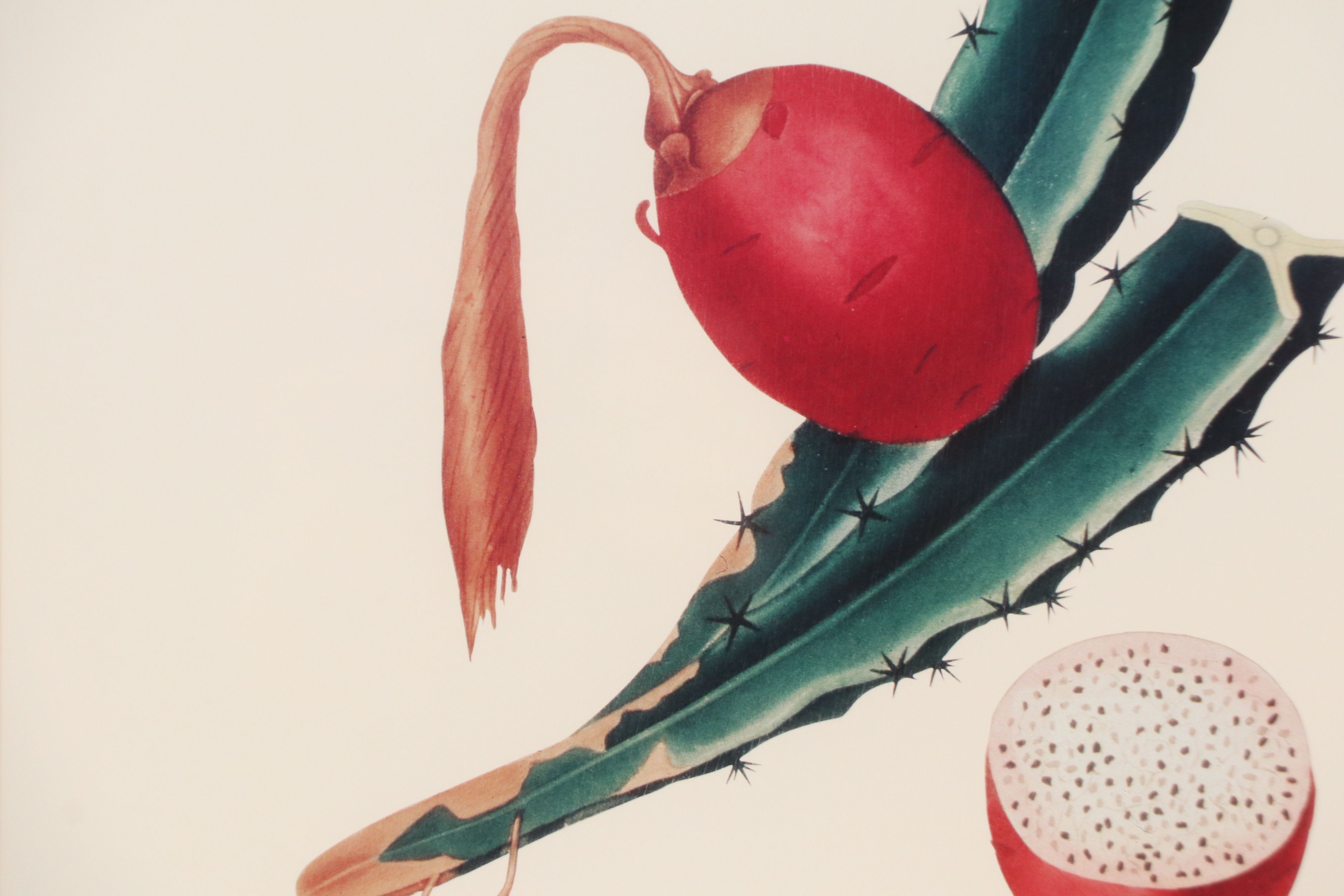 After Maria Sibylla Merian Offset Lithographs of Botanical Illustrations