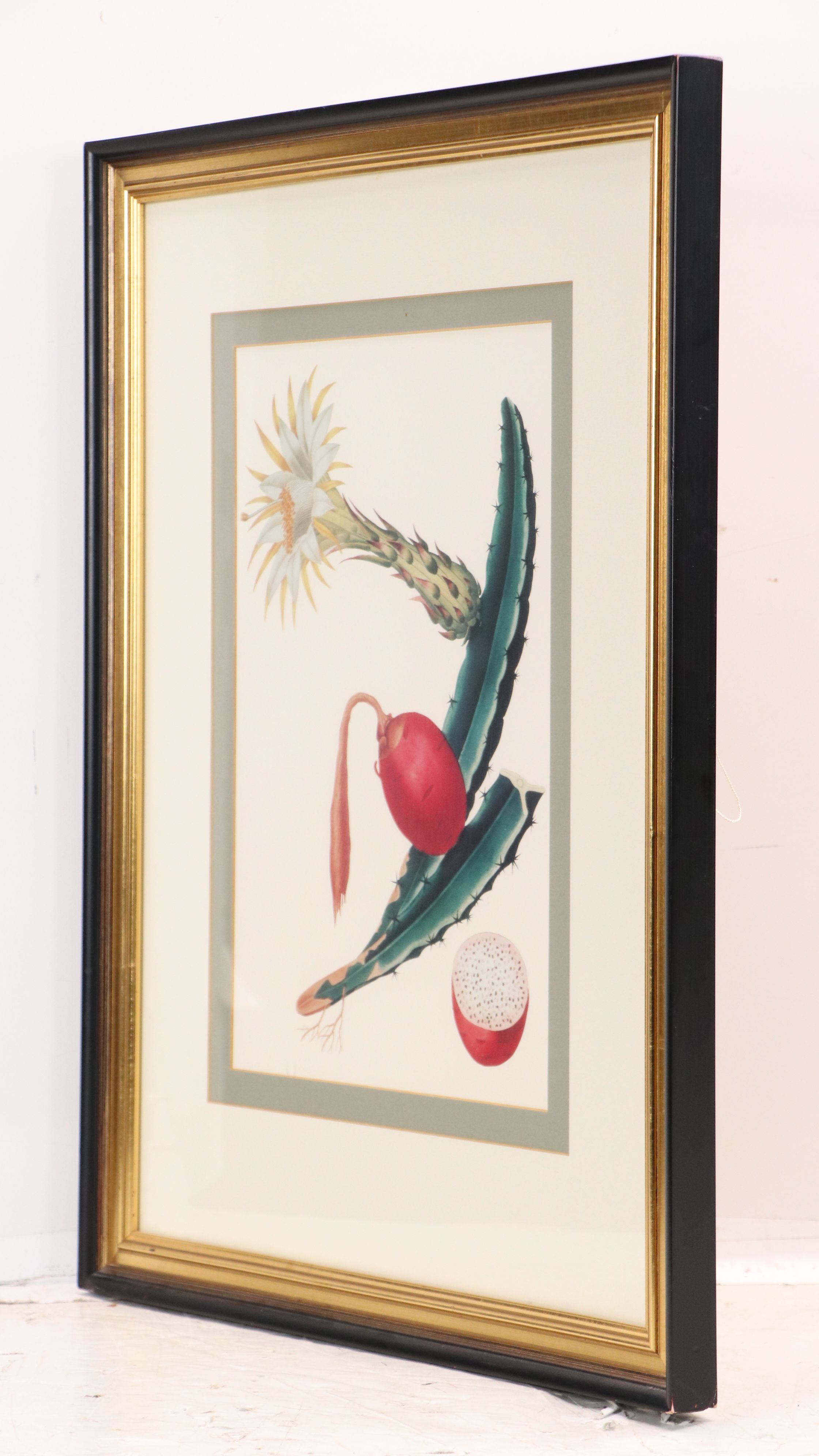 After Maria Sibylla Merian Offset Lithographs of Botanical Illustrations