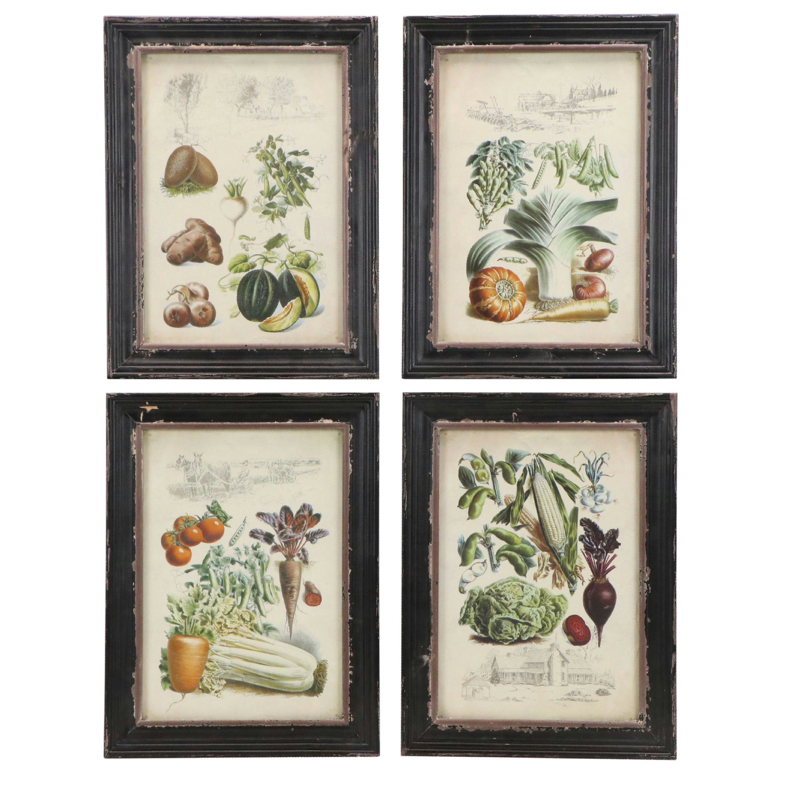 Offset Lithographs of French Seed Catalog Illustrations