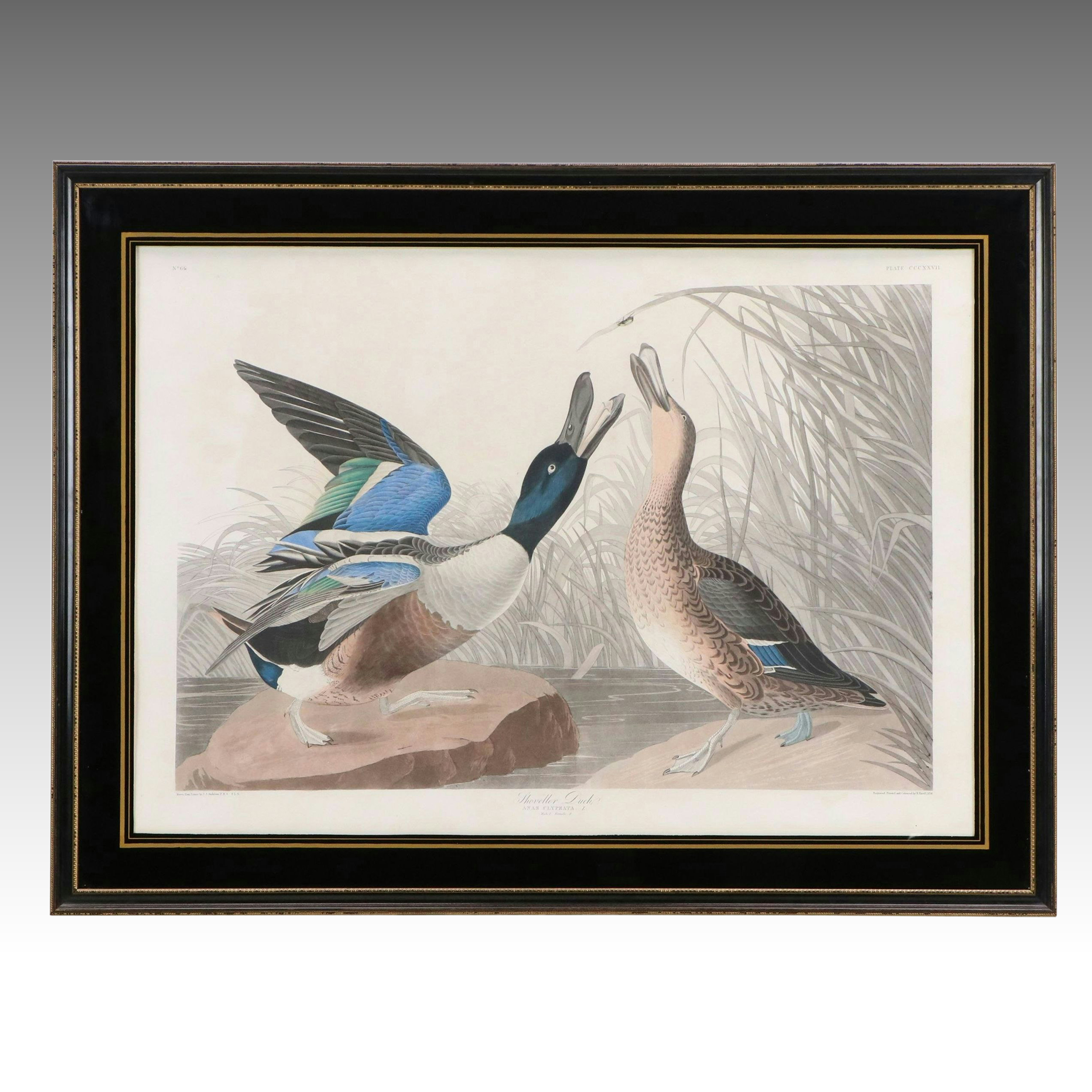 Havell Edition John James Audubon Colored Etching "Shoveller Duck," 1836-7