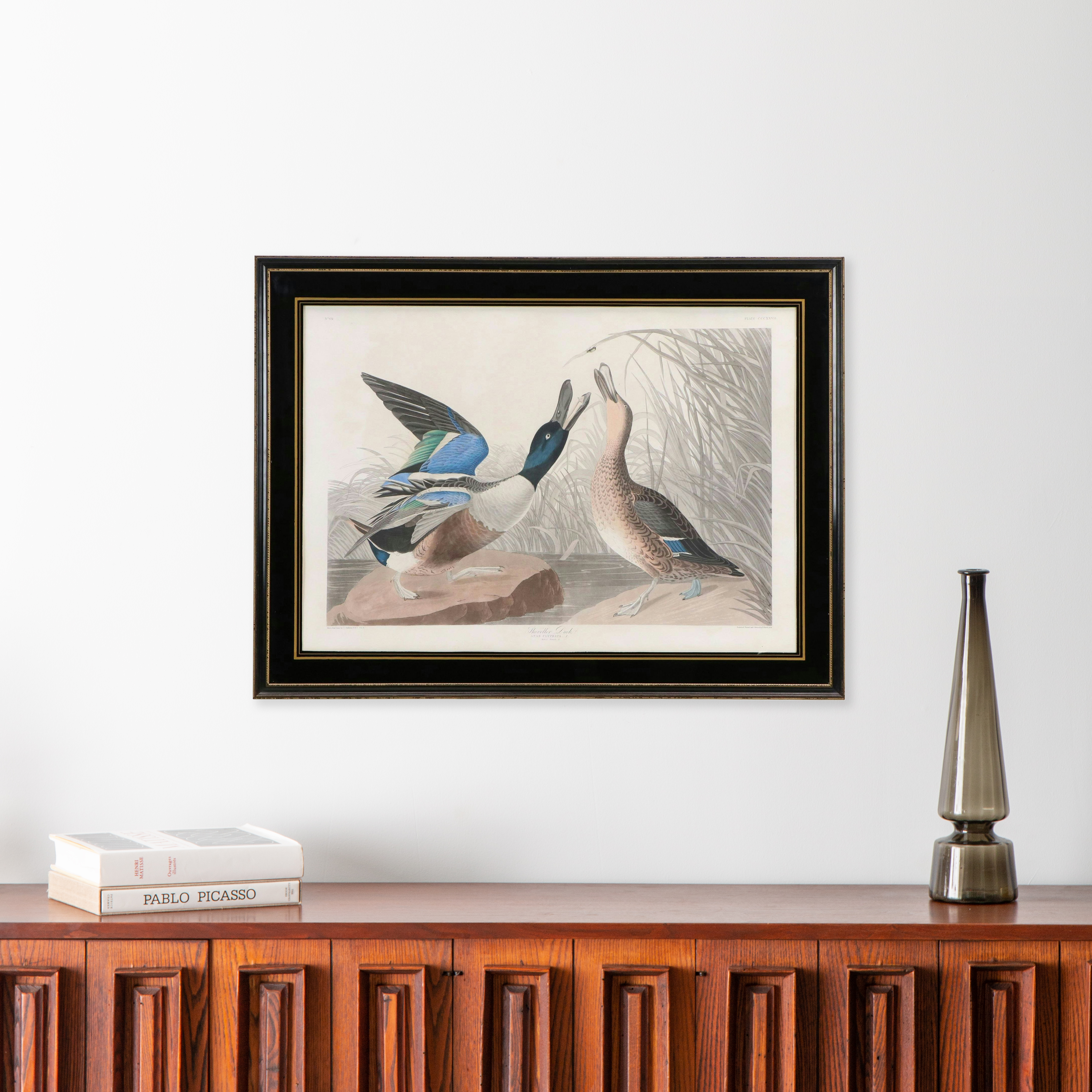 Havell Edition John James Audubon Colored Etching "Shoveller Duck," 1836-7