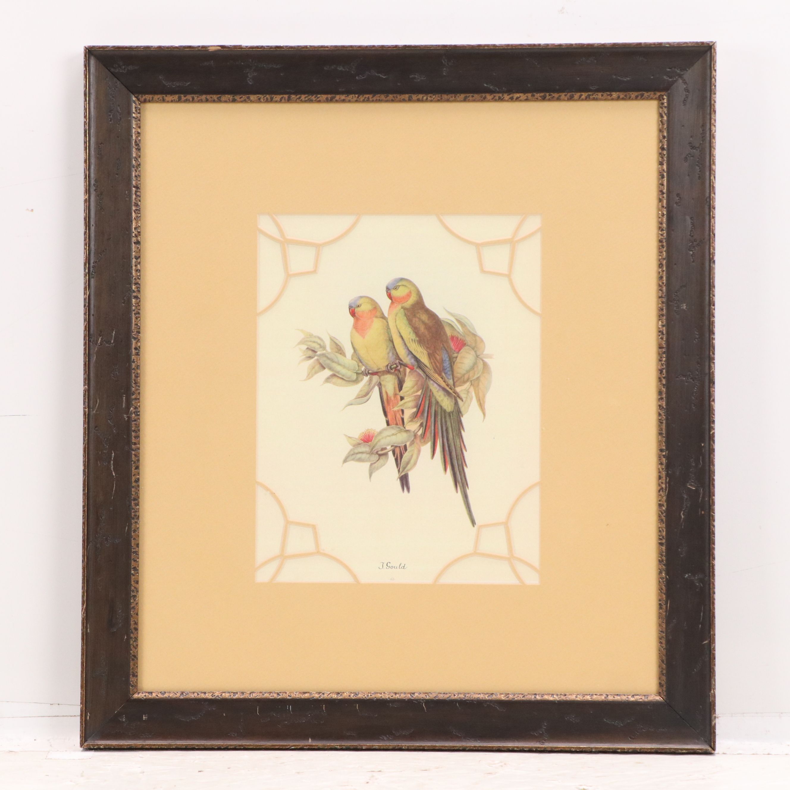 After John and Elizabeth Gould Ornithological Digital Reproductions