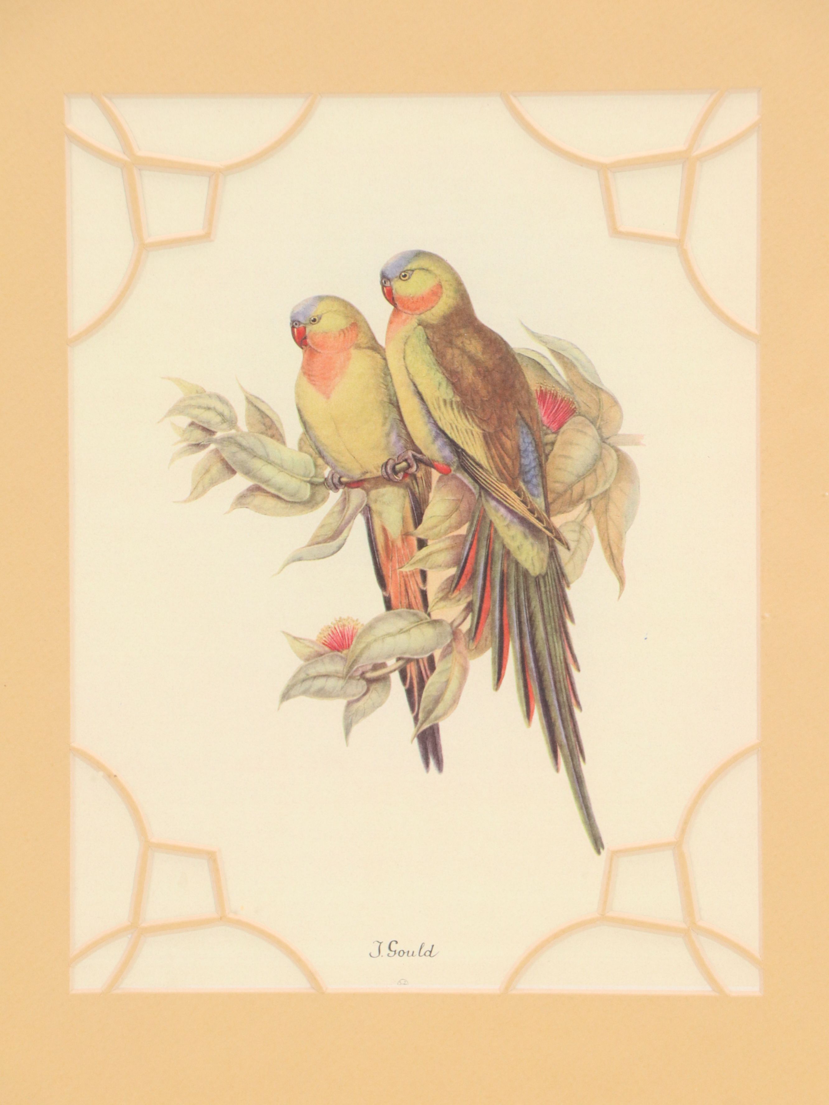 After John and Elizabeth Gould Ornithological Digital Reproductions