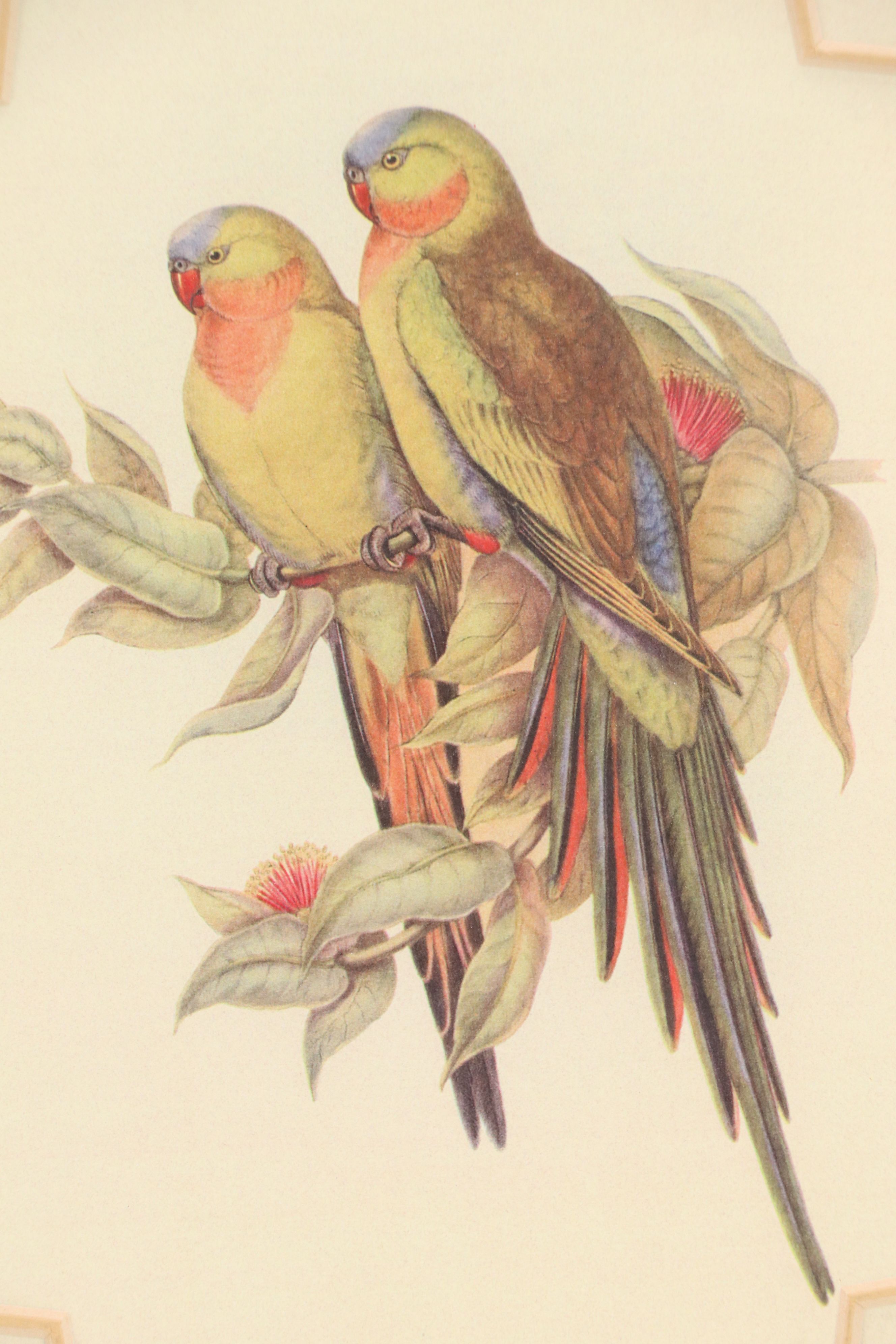 After John and Elizabeth Gould Ornithological Digital Reproductions