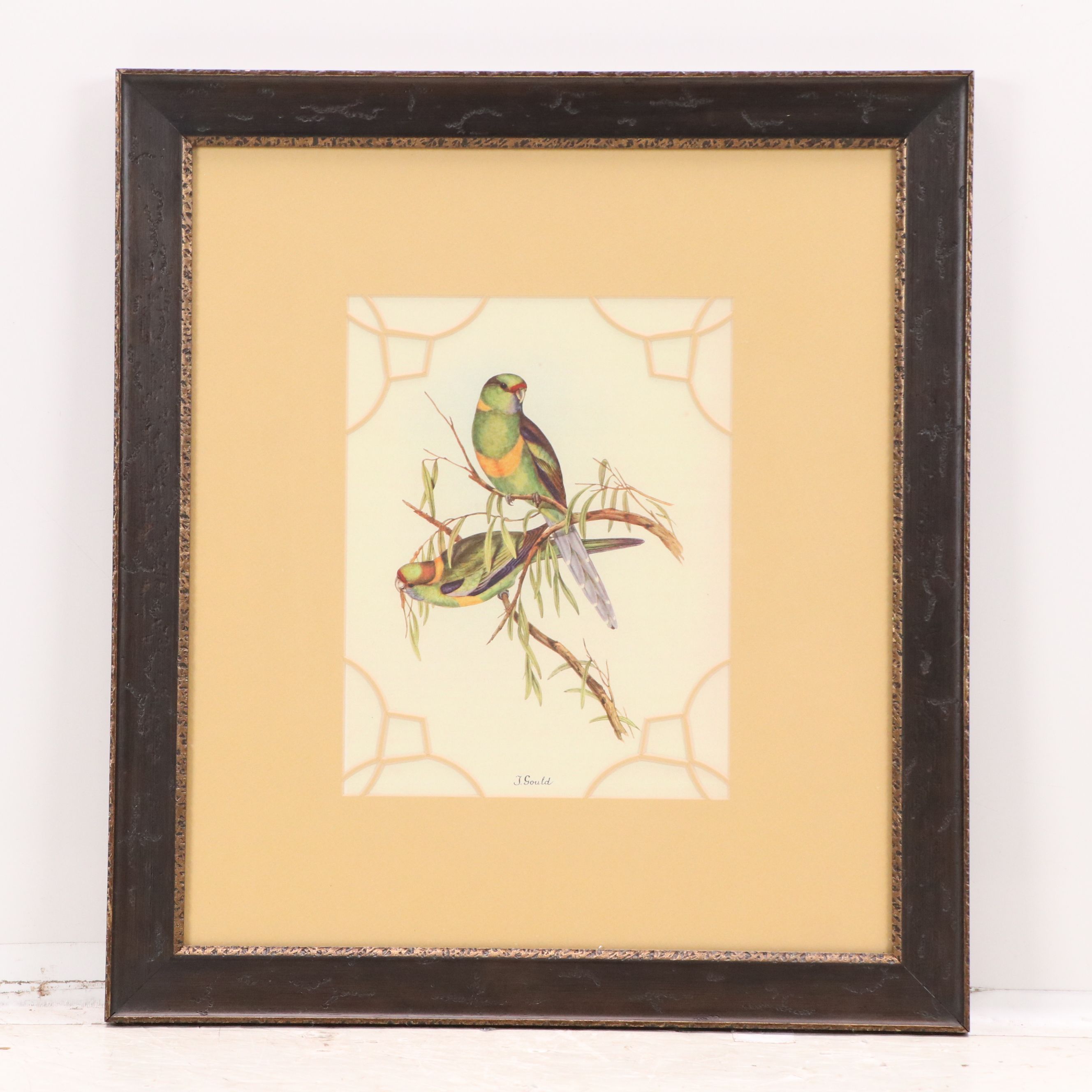 After John and Elizabeth Gould Ornithological Digital Reproductions