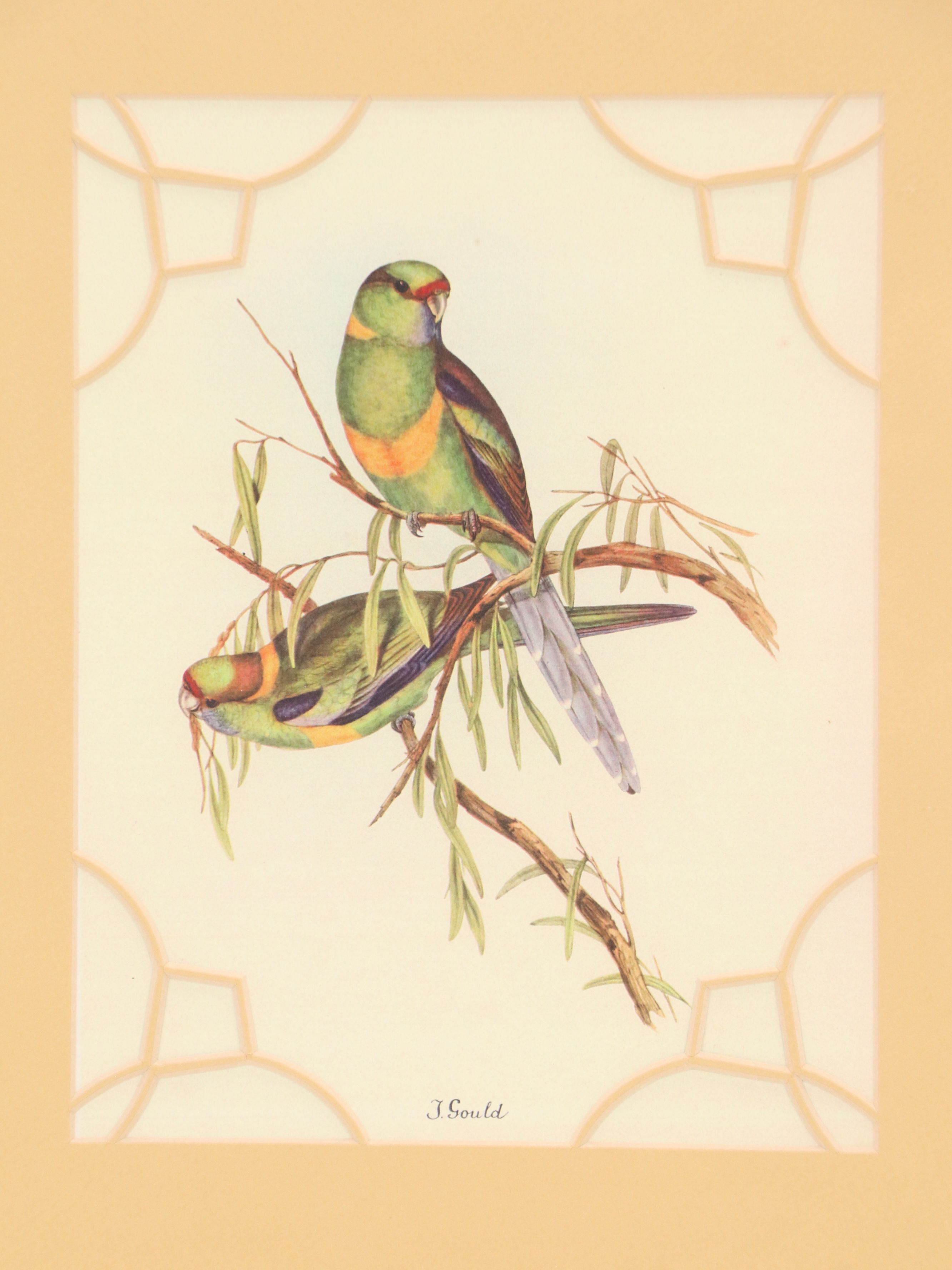 After John and Elizabeth Gould Ornithological Digital Reproductions