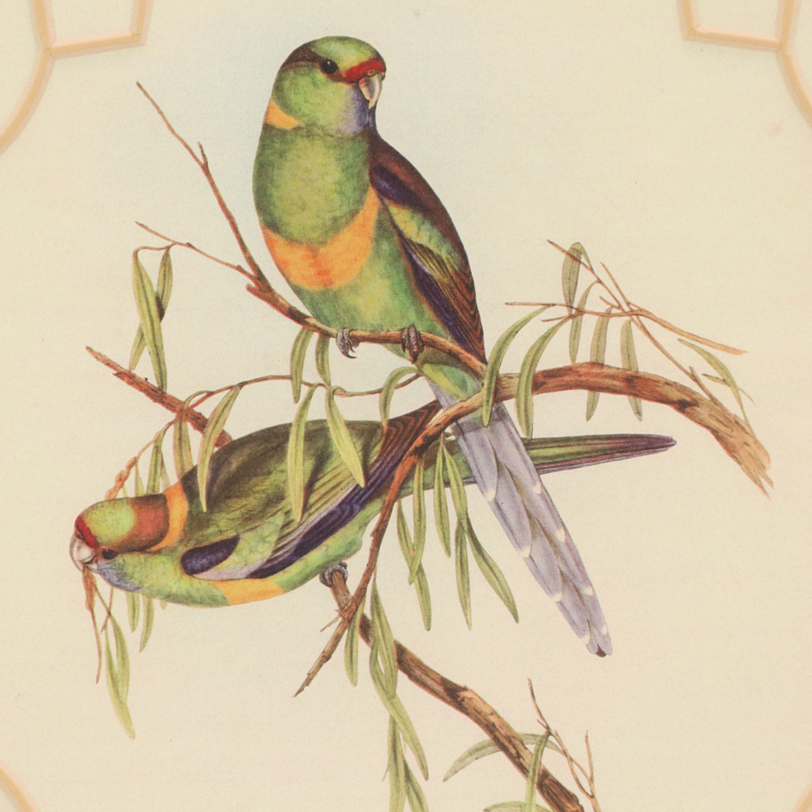 After John and Elizabeth Gould Ornithological Digital Reproductions