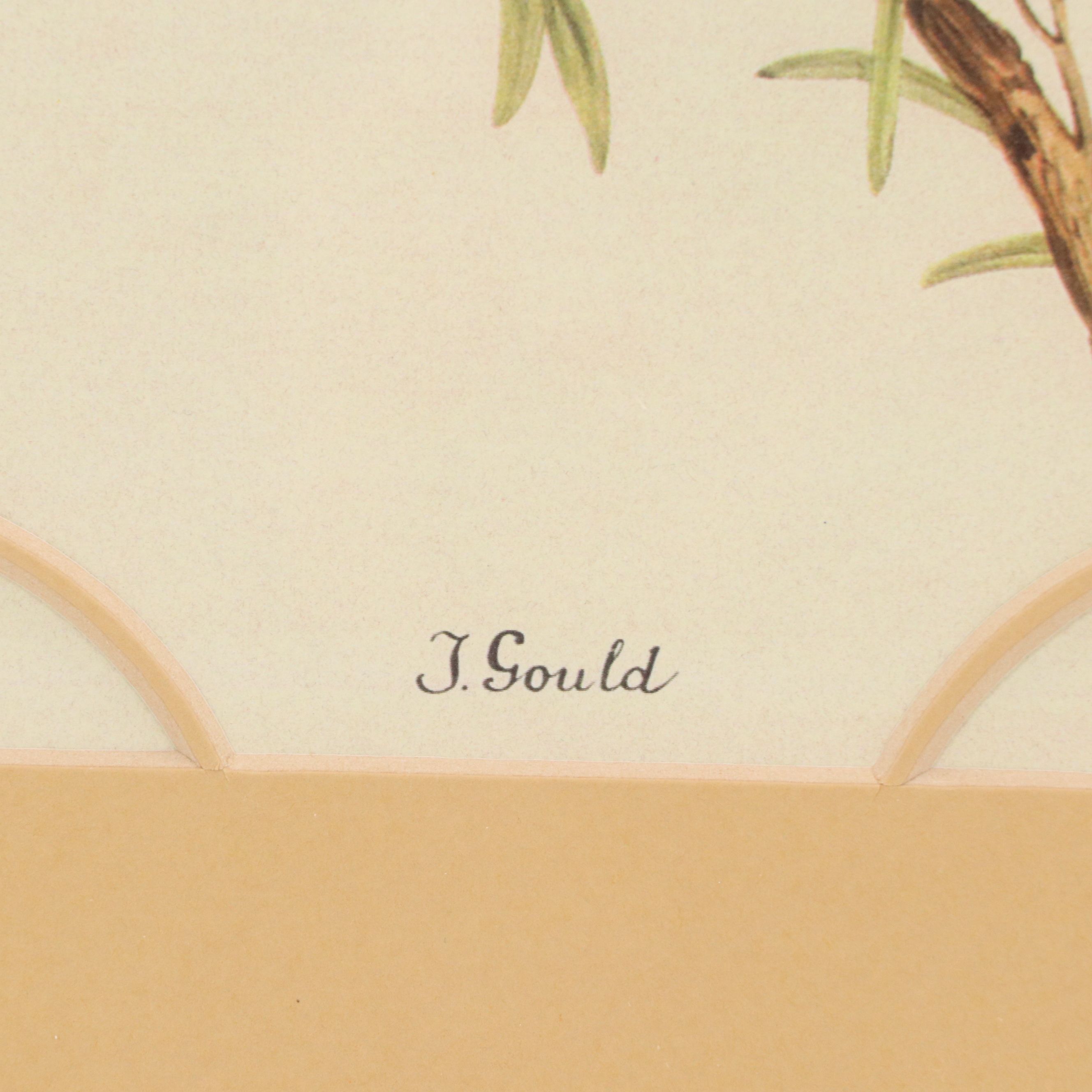 After John and Elizabeth Gould Ornithological Digital Reproductions