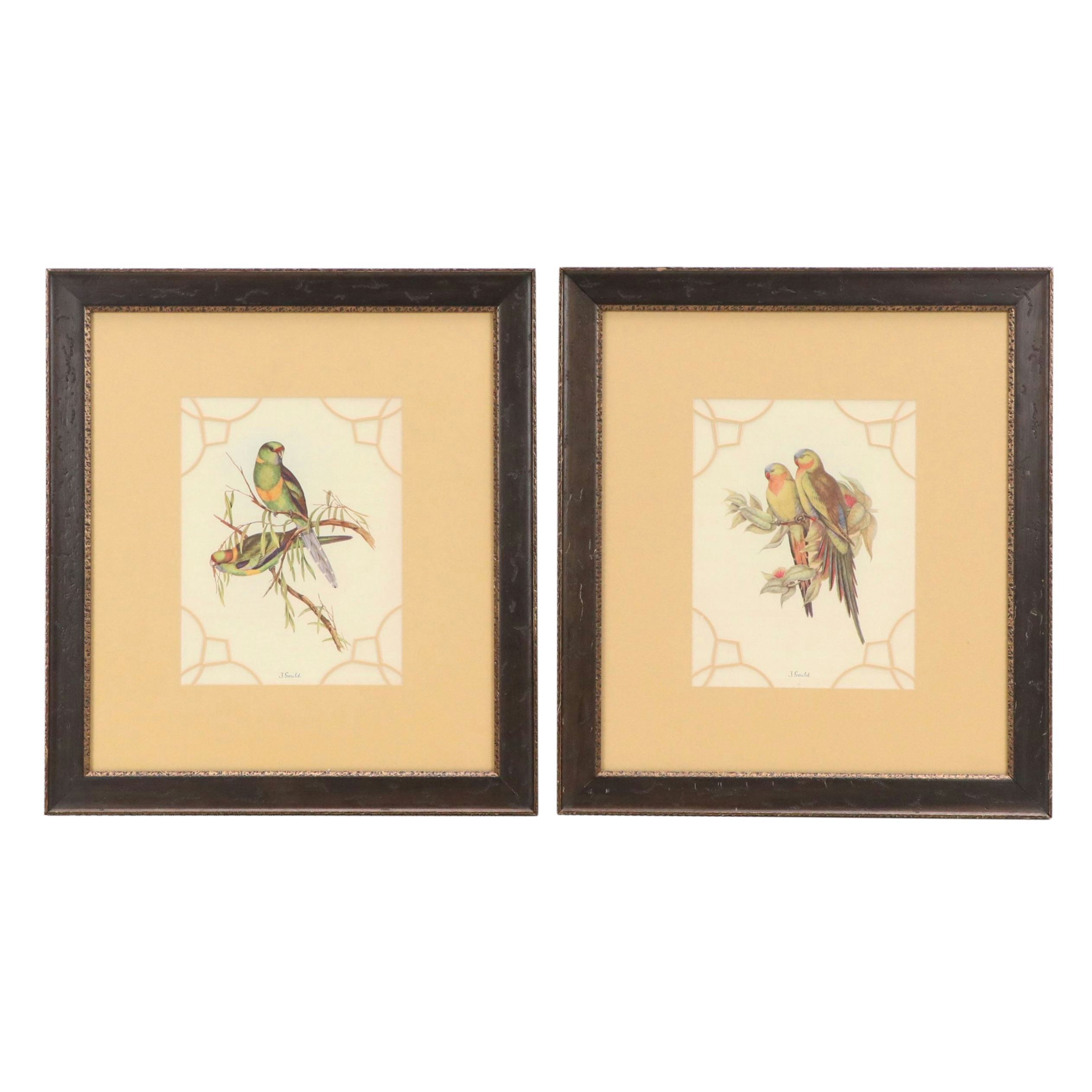 After John and Elizabeth Gould Ornithological Digital Reproductions