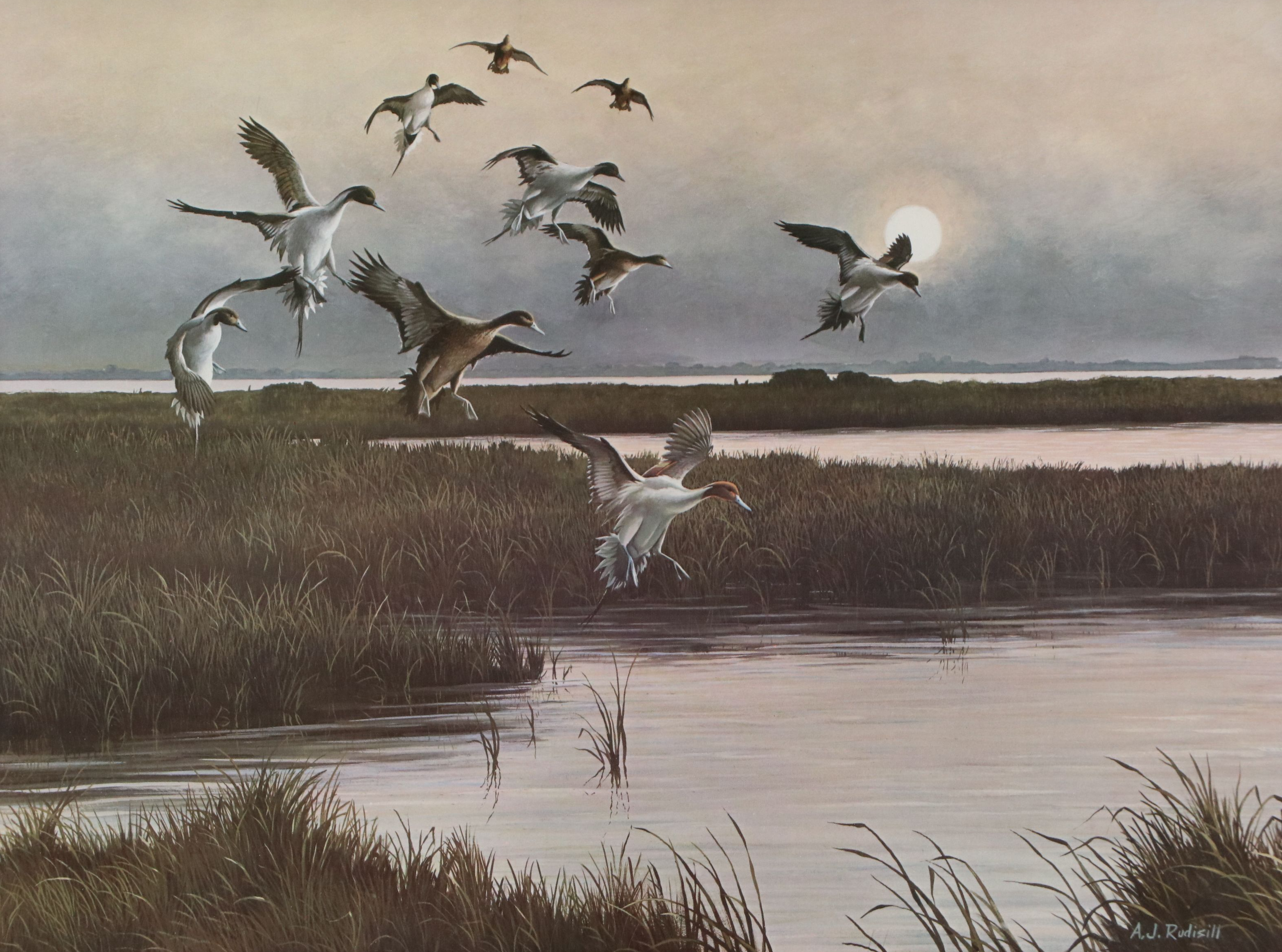 After Anthony J. Rudisill Offset Lithograph "Pintails"