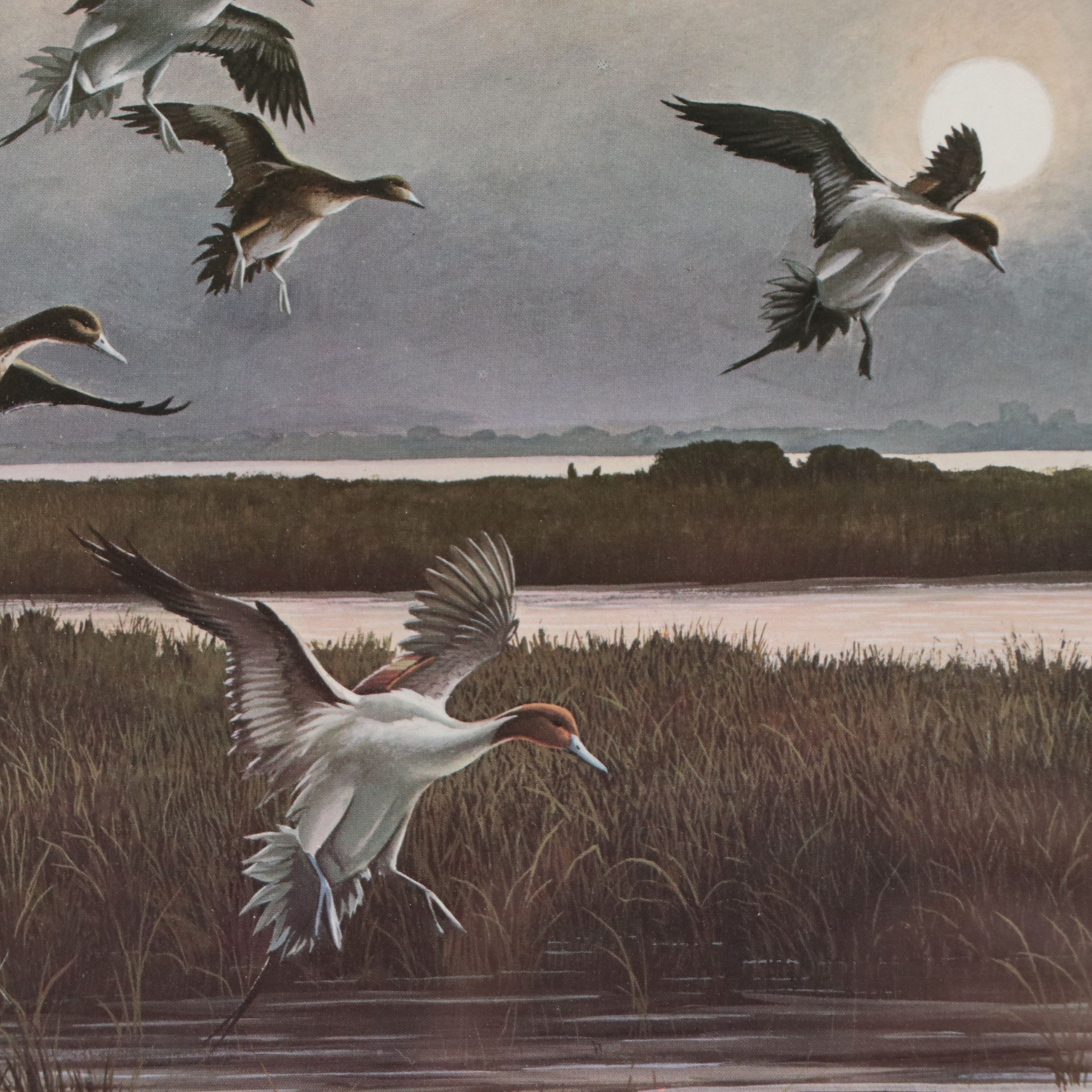 After Anthony J. Rudisill Offset Lithograph "Pintails"