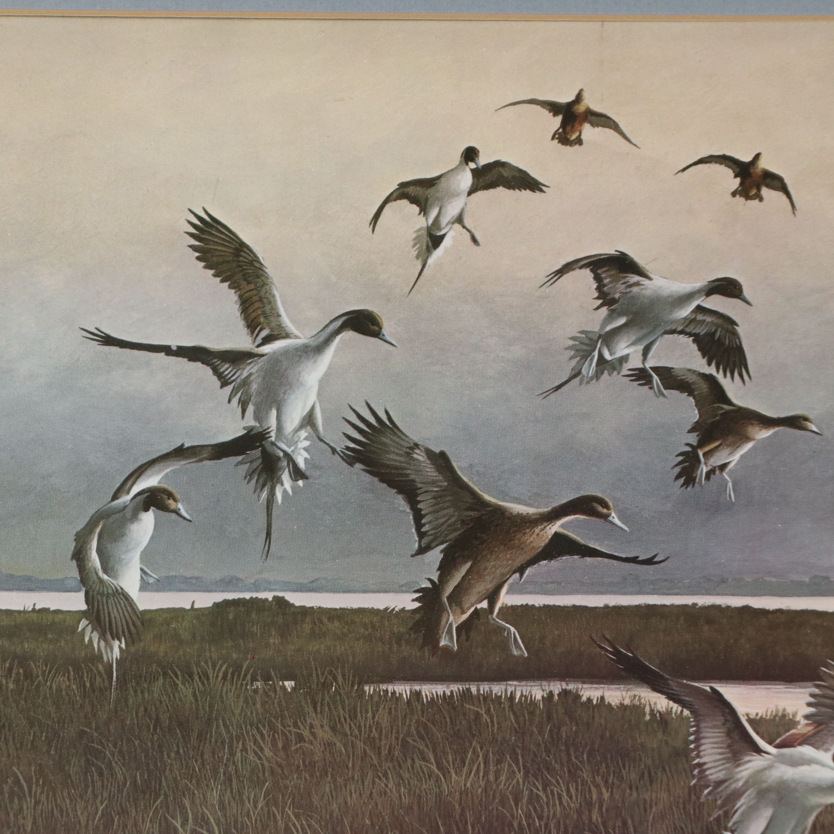 After Anthony J. Rudisill Offset Lithograph "Pintails"