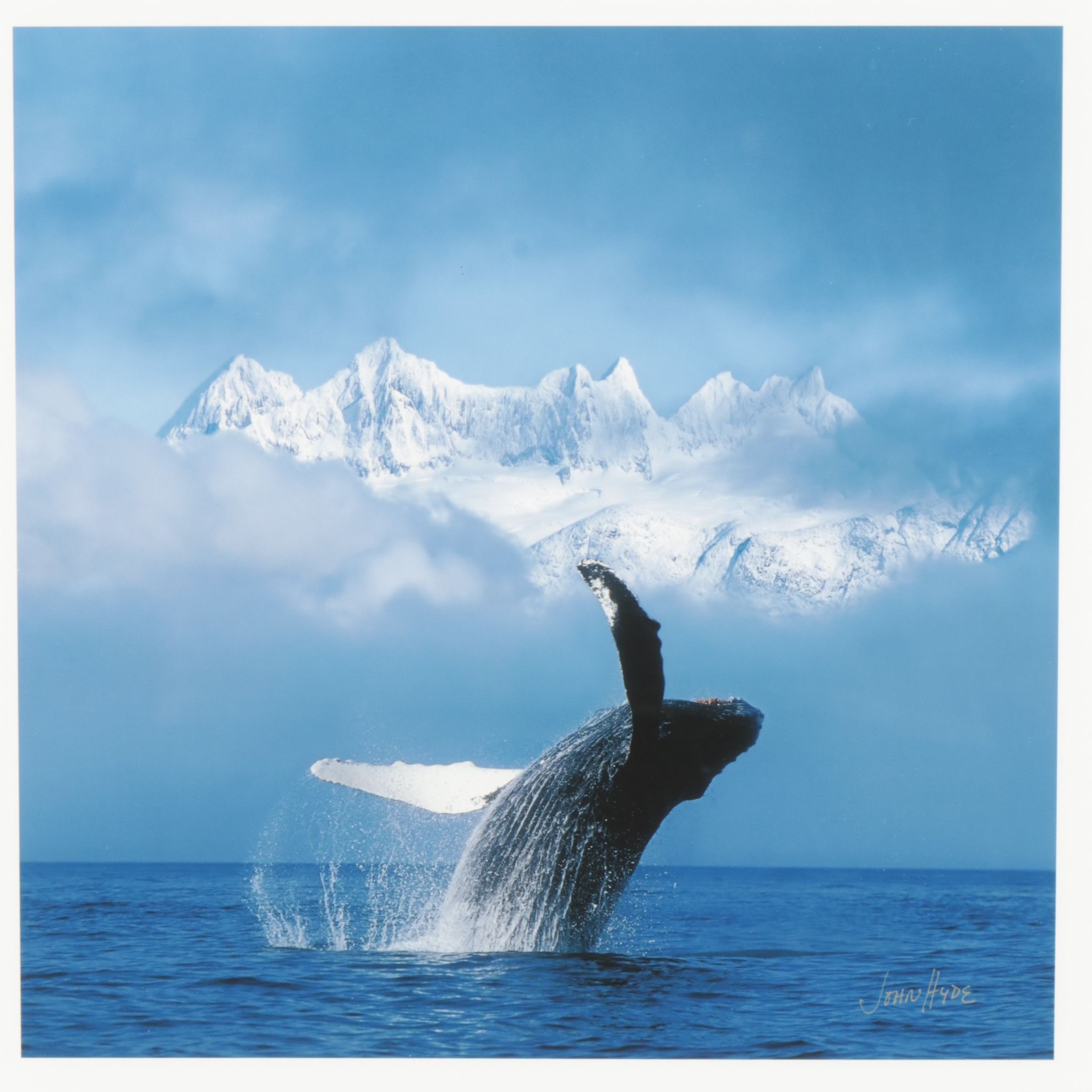 Giclée After John Hyde "Humpback Whale Breaches In Clearing Fog"