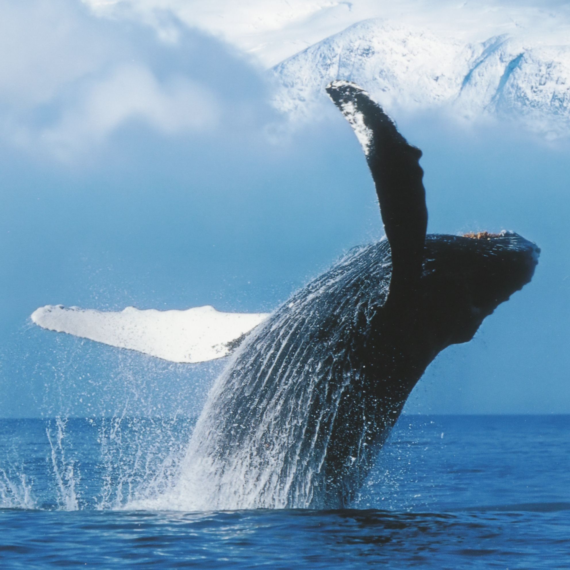 Giclée After John Hyde "Humpback Whale Breaches In Clearing Fog"