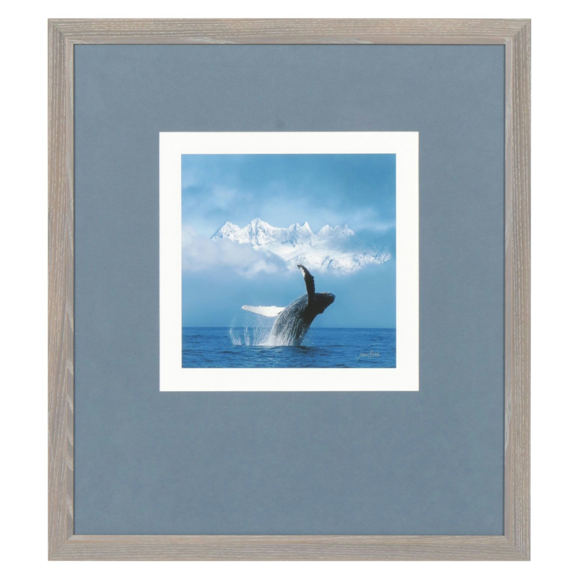 Giclée After John Hyde "Humpback Whale Breaches In Clearing Fog"