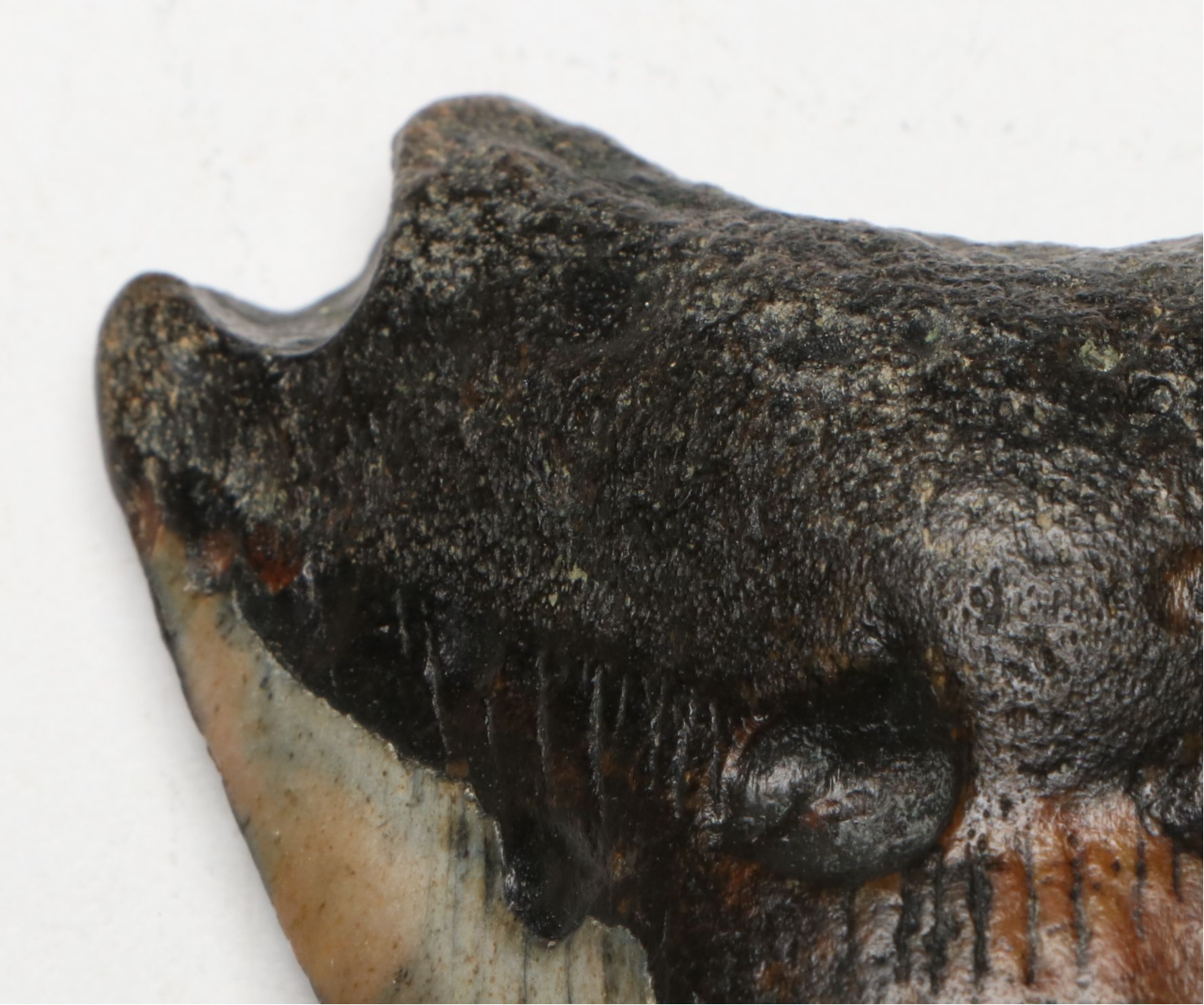 Megaldon Fossil Tooth