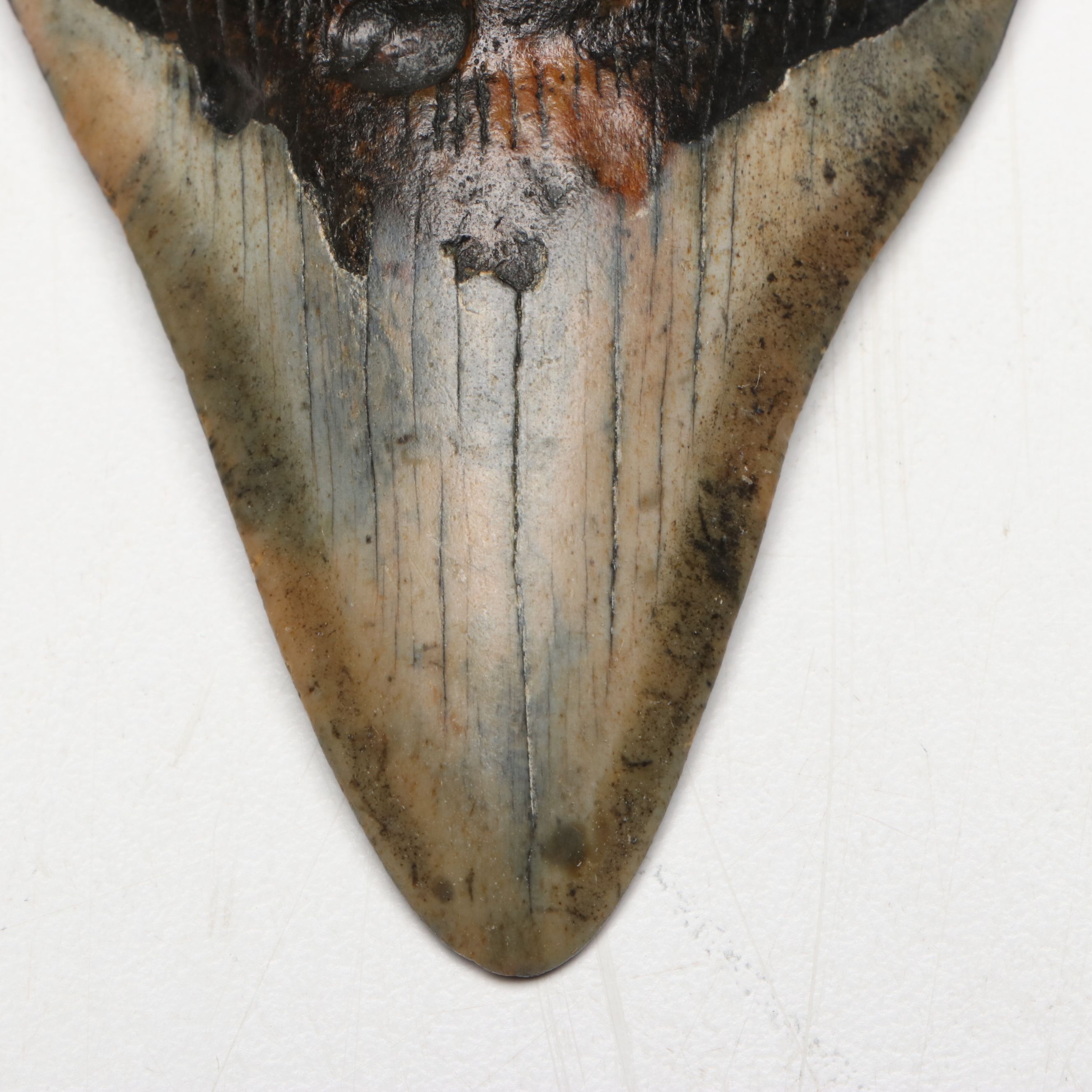 Megaldon Fossil Tooth