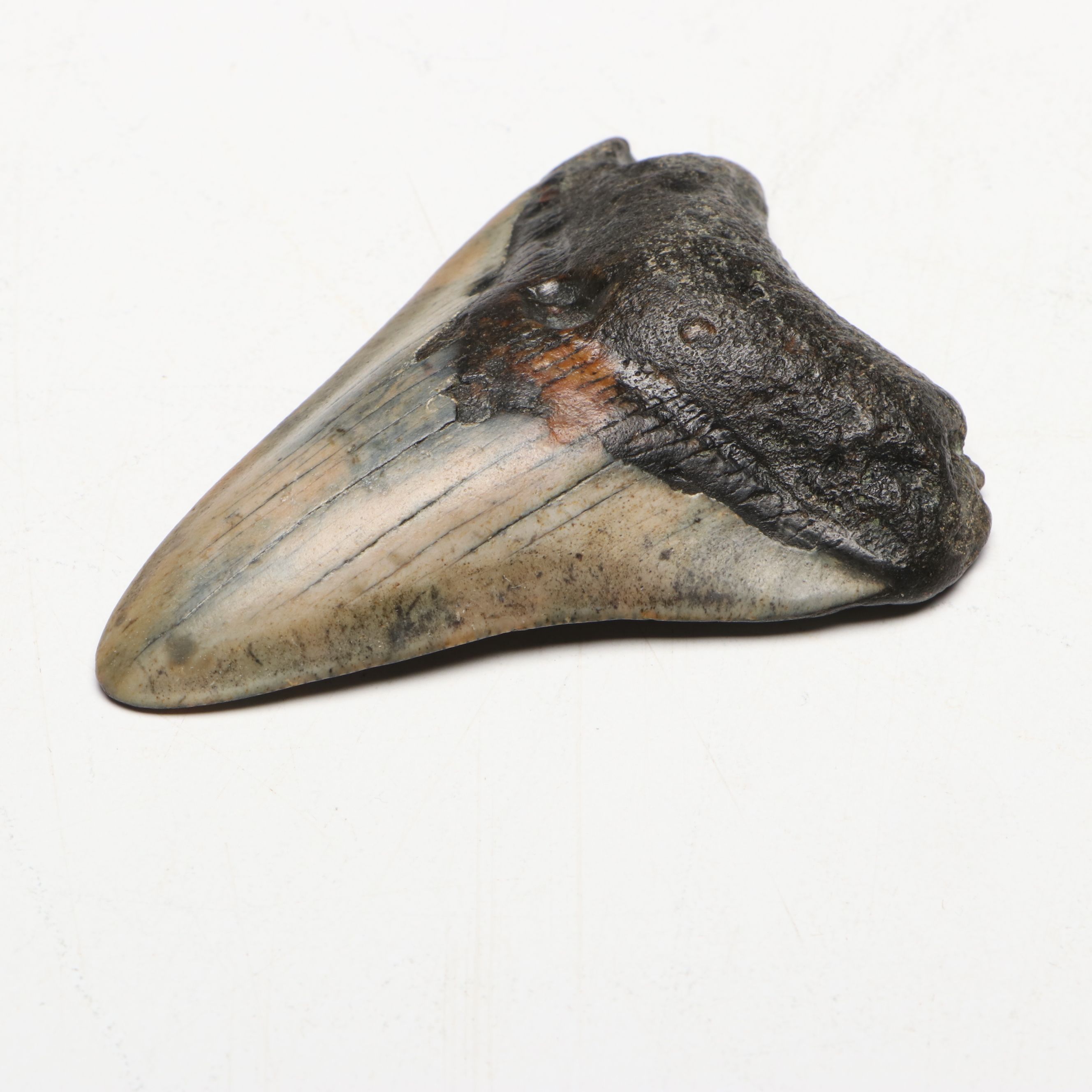 Megaldon Fossil Tooth