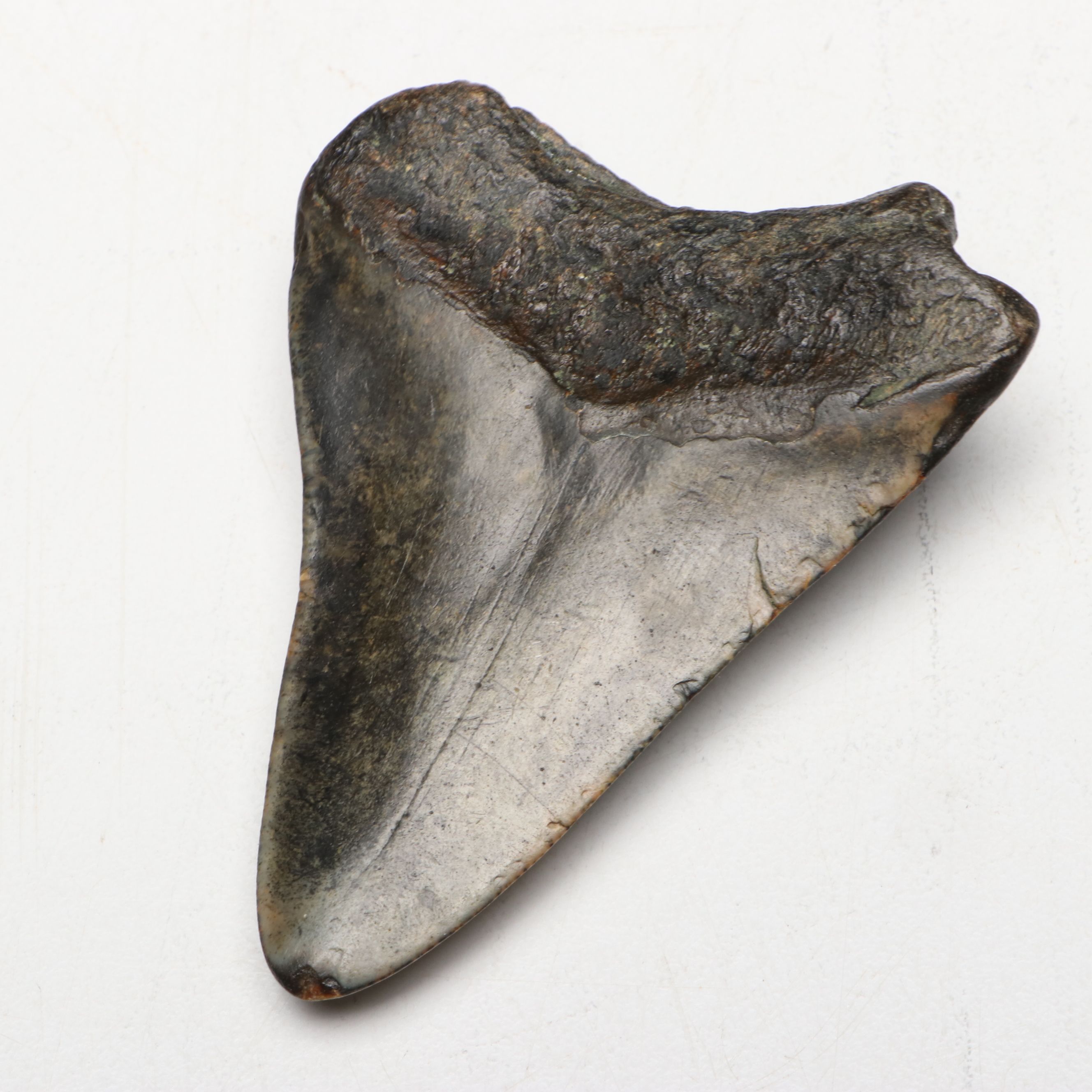 Megaldon Fossil Tooth