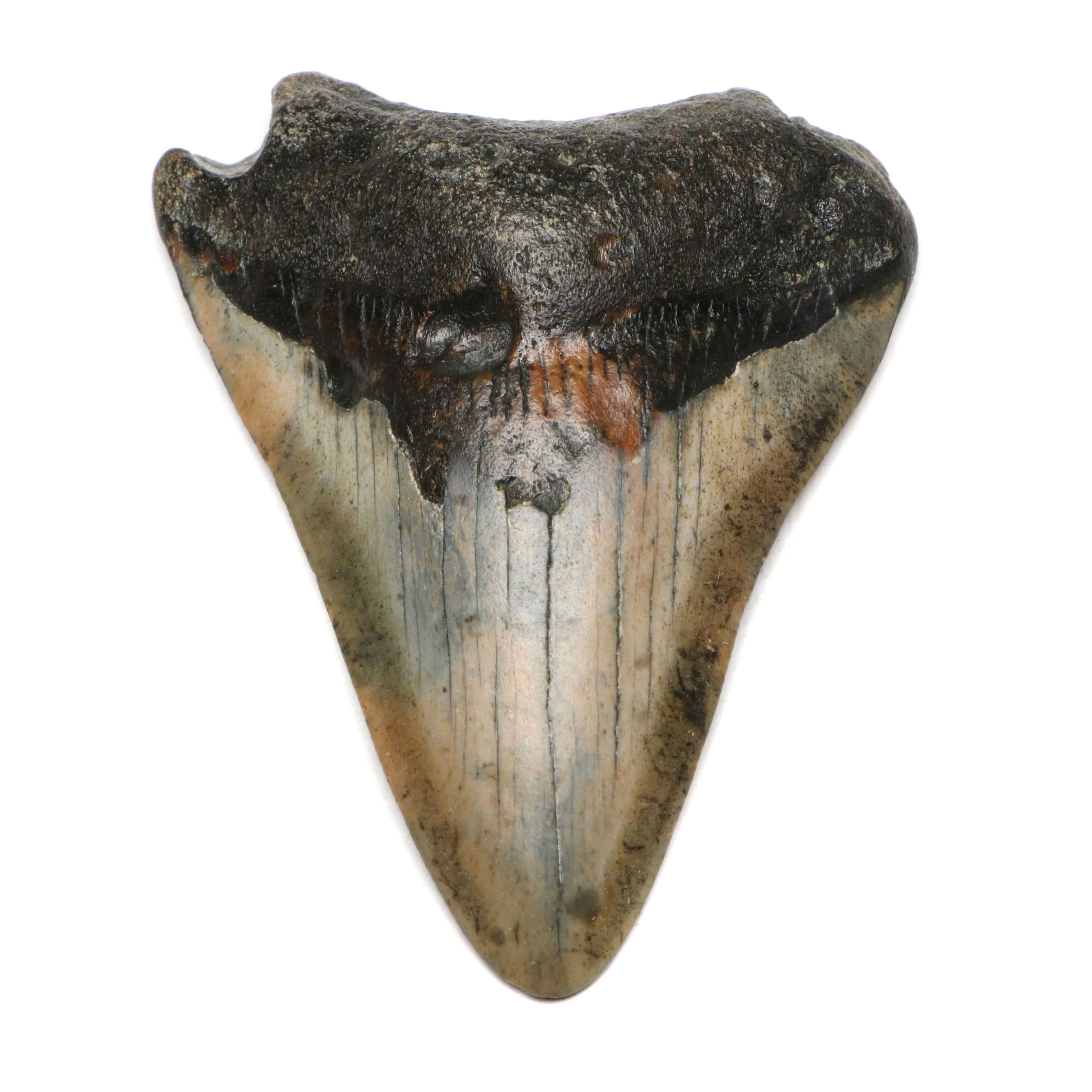 Megaldon Fossil Tooth