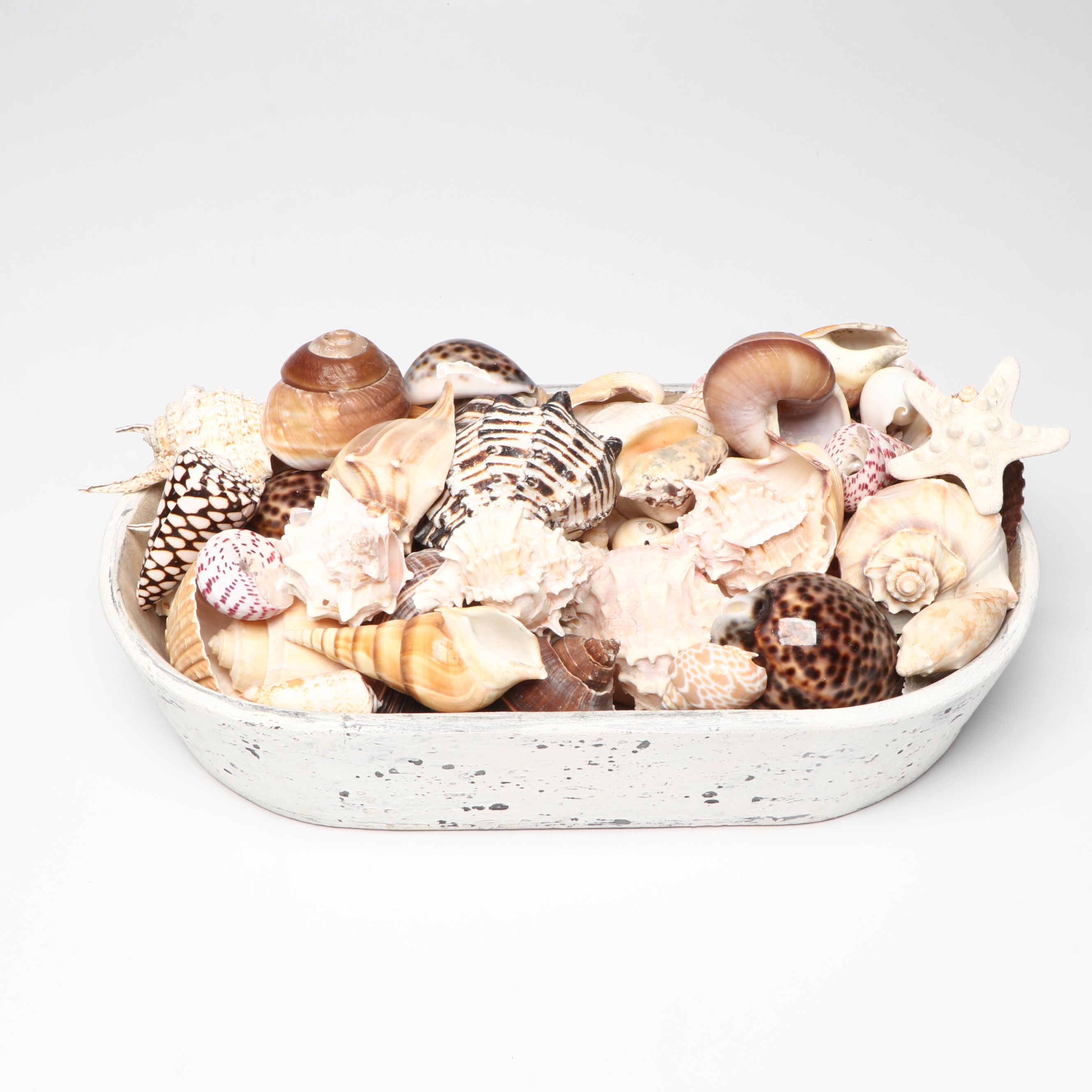 Conch, Cowrie and More Shells with Wooden Whales and More Nautical Décor