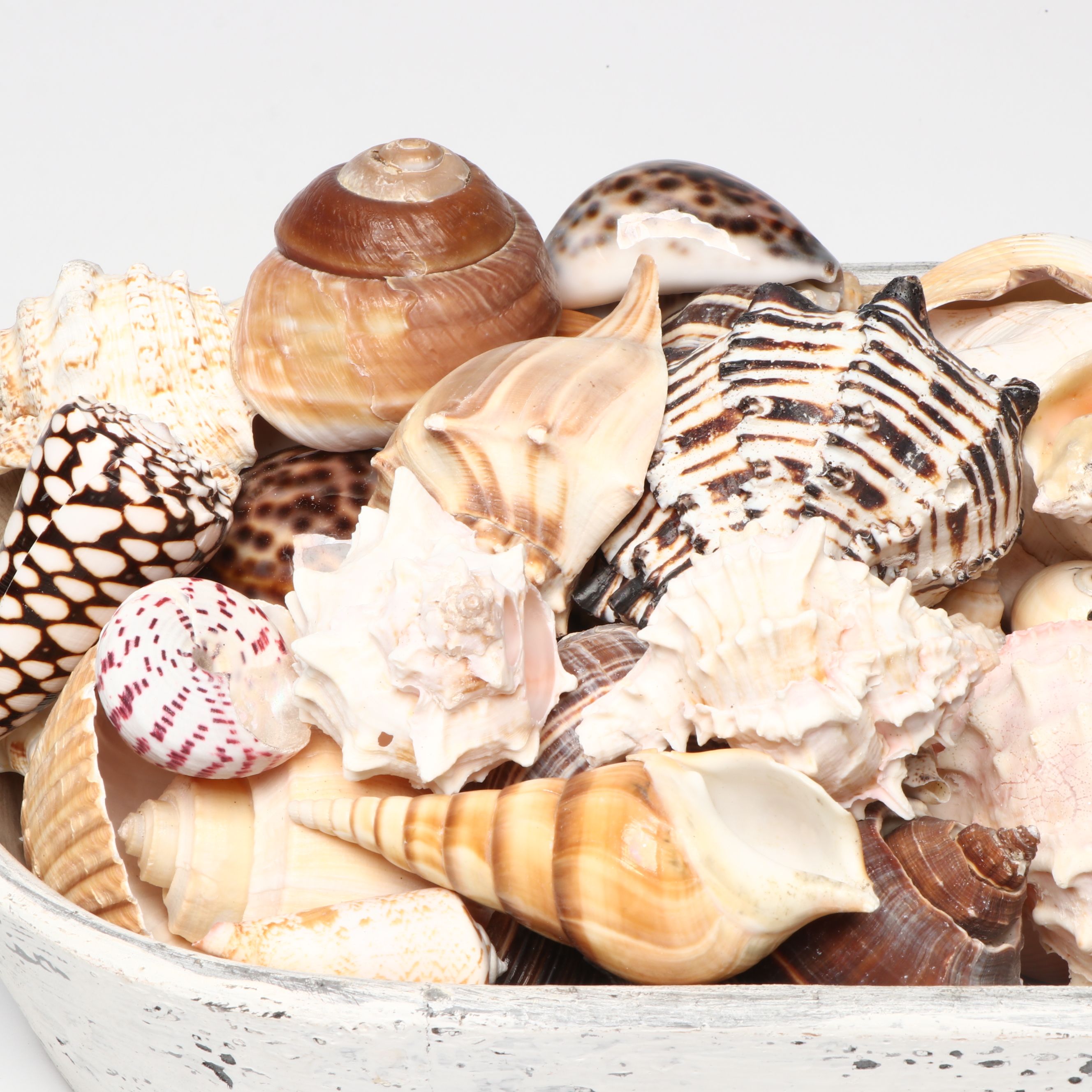Conch, Cowrie and More Shells with Wooden Whales and More Nautical Décor