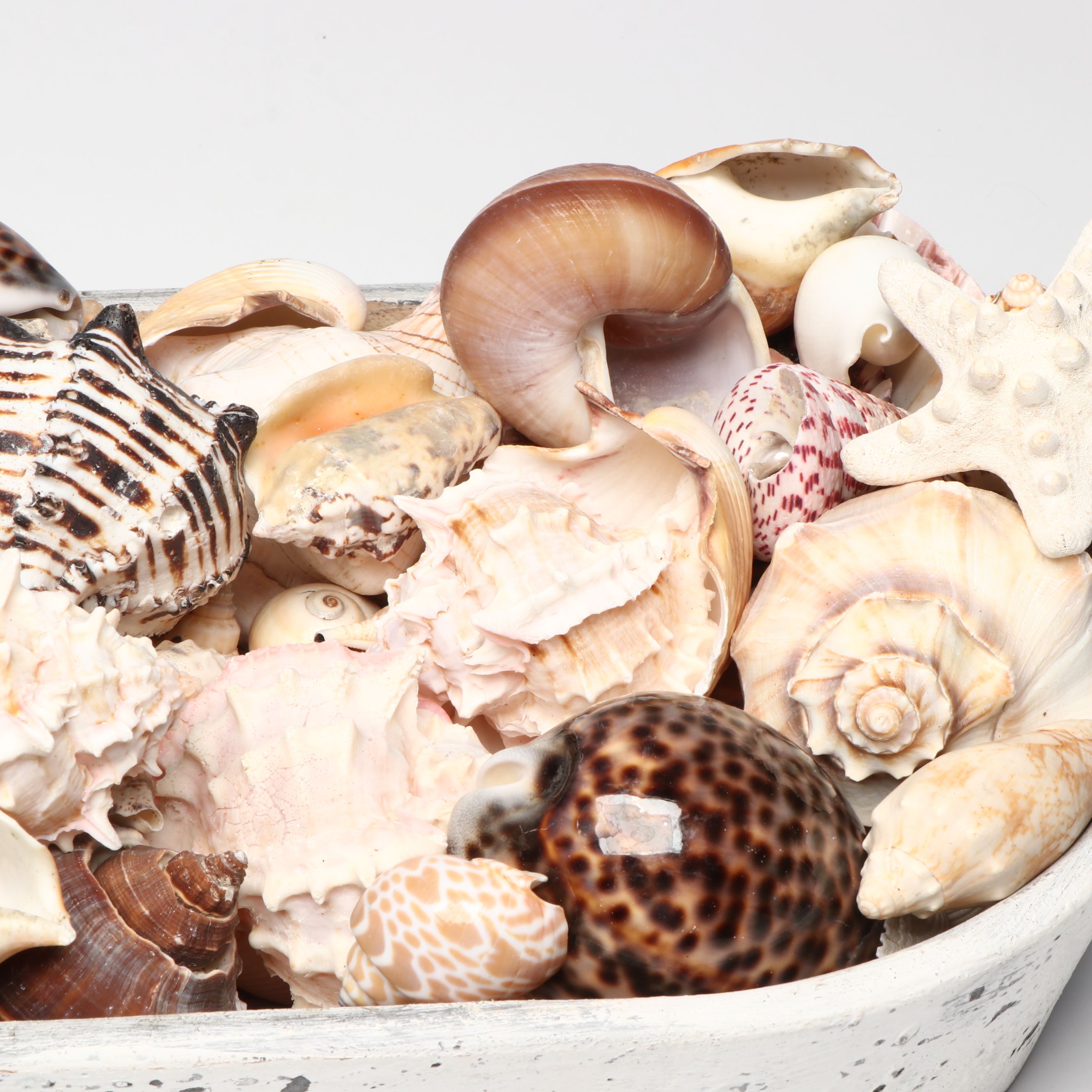 Conch, Cowrie and More Shells with Wooden Whales and More Nautical Décor